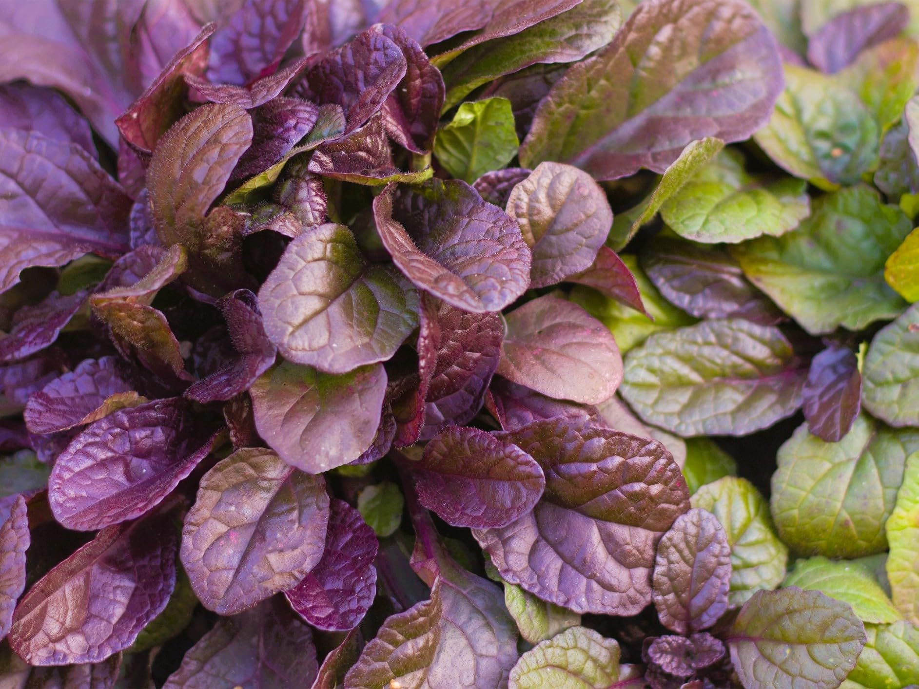 Greenwood Nursery Ajuga Burgundy Glow
