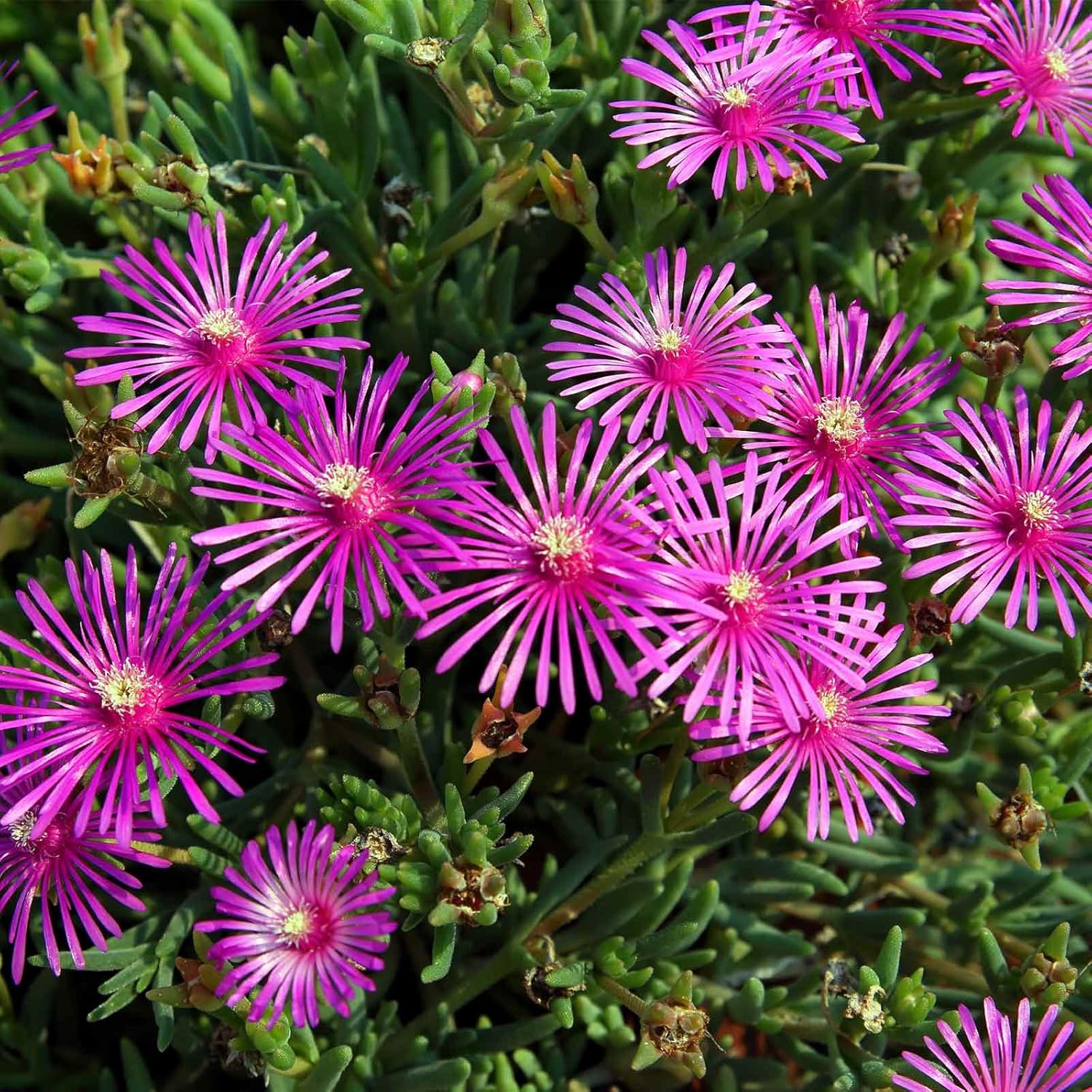 Amazon Com Delosperma Ice Plant Flower Seeds 1000 Seeds Perennial Flower Garden Seeds Daisy Like Flowers Delosperma Cooperii Patio Lawn Garden