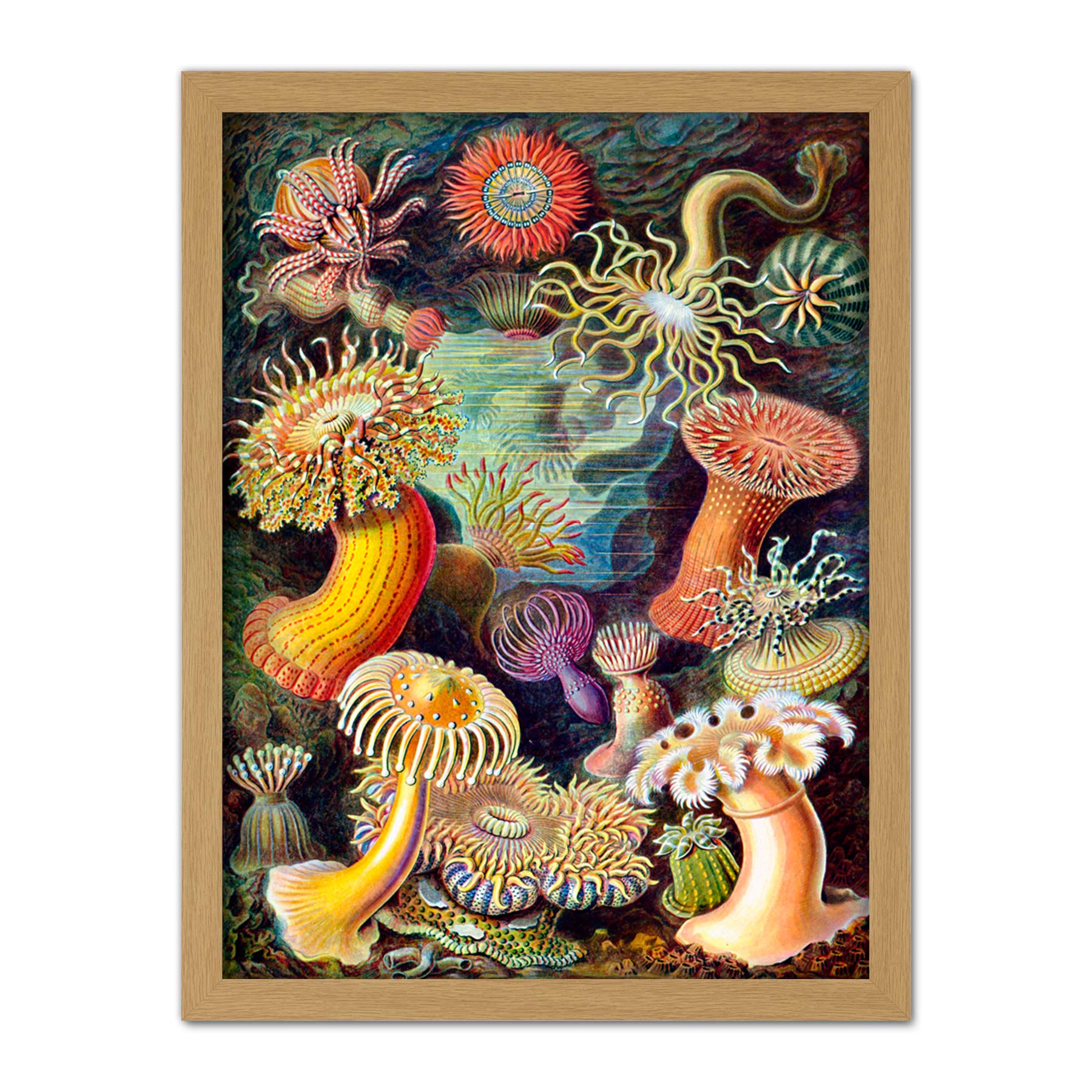 Wee Blue Coo Haeckel Anemone Sea Life Artwork Framed Wall Art Print 18X24 Inch