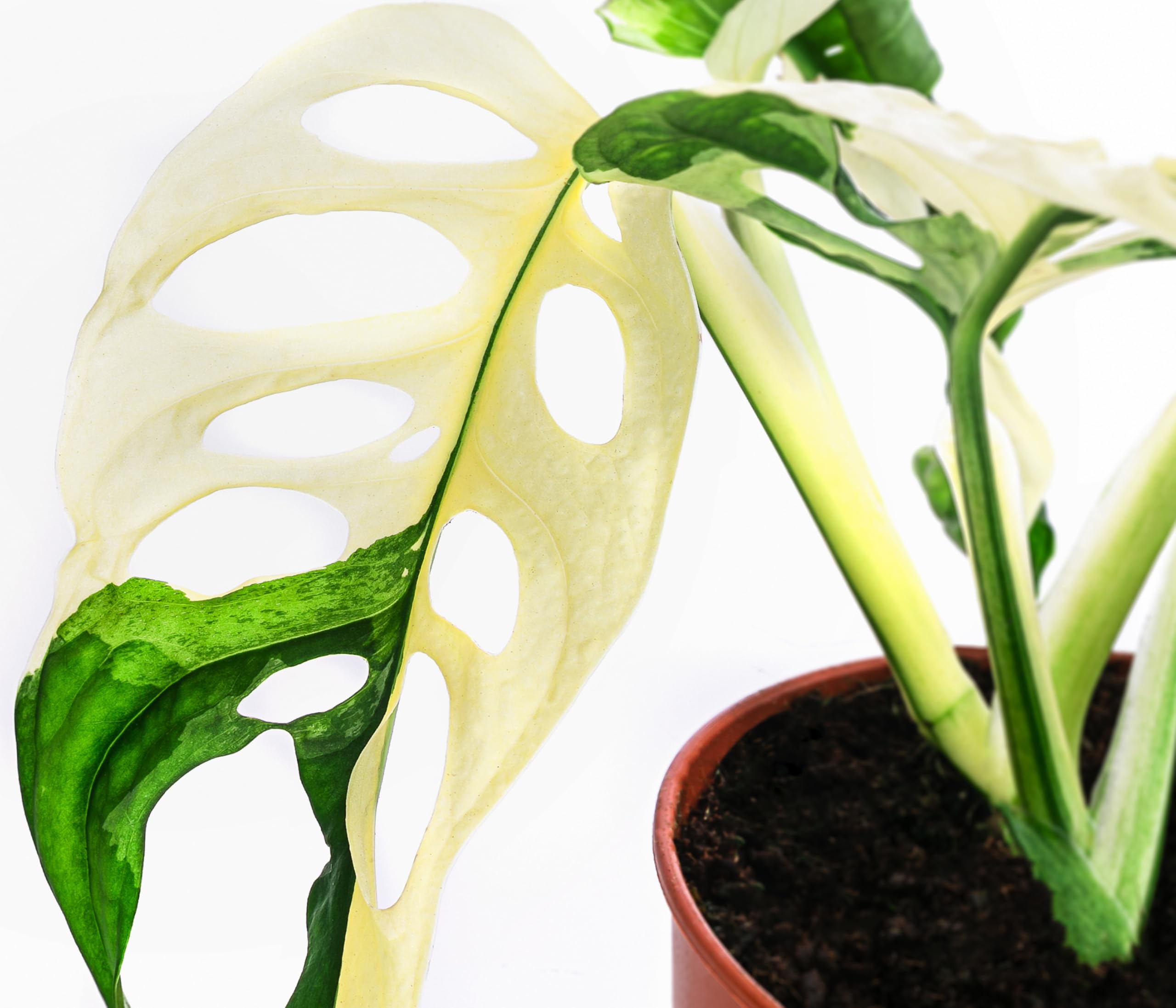 Dehner Fensterblatt, Monstera adansonii variegata, grn-wei panaschierte  Bltter, 25 cm inkl. Pflanztopf,  Topf 12 cm, Zimmerpflanze : Amazon.de:  Garten
