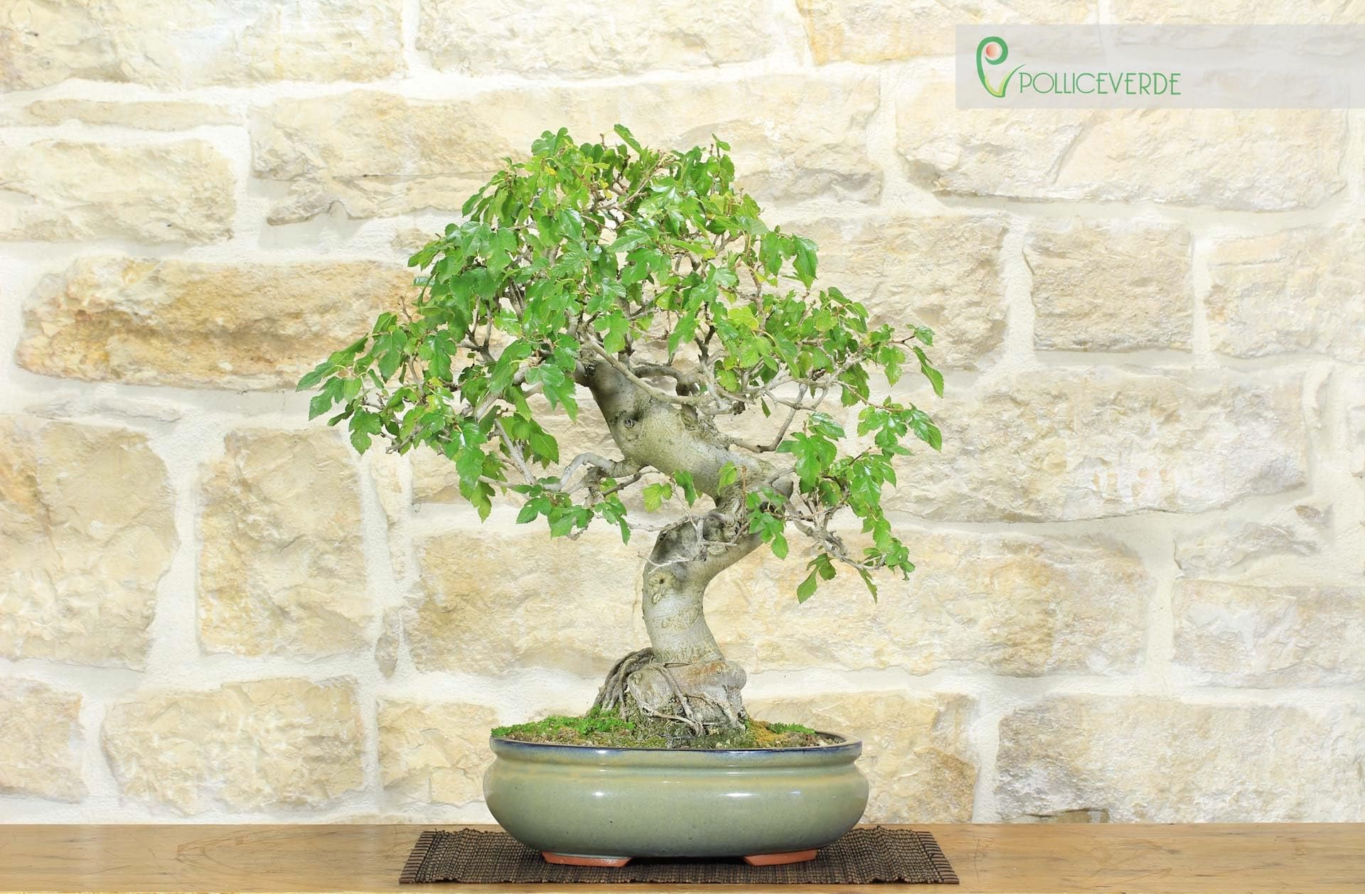Bonsai di Gelso (62)