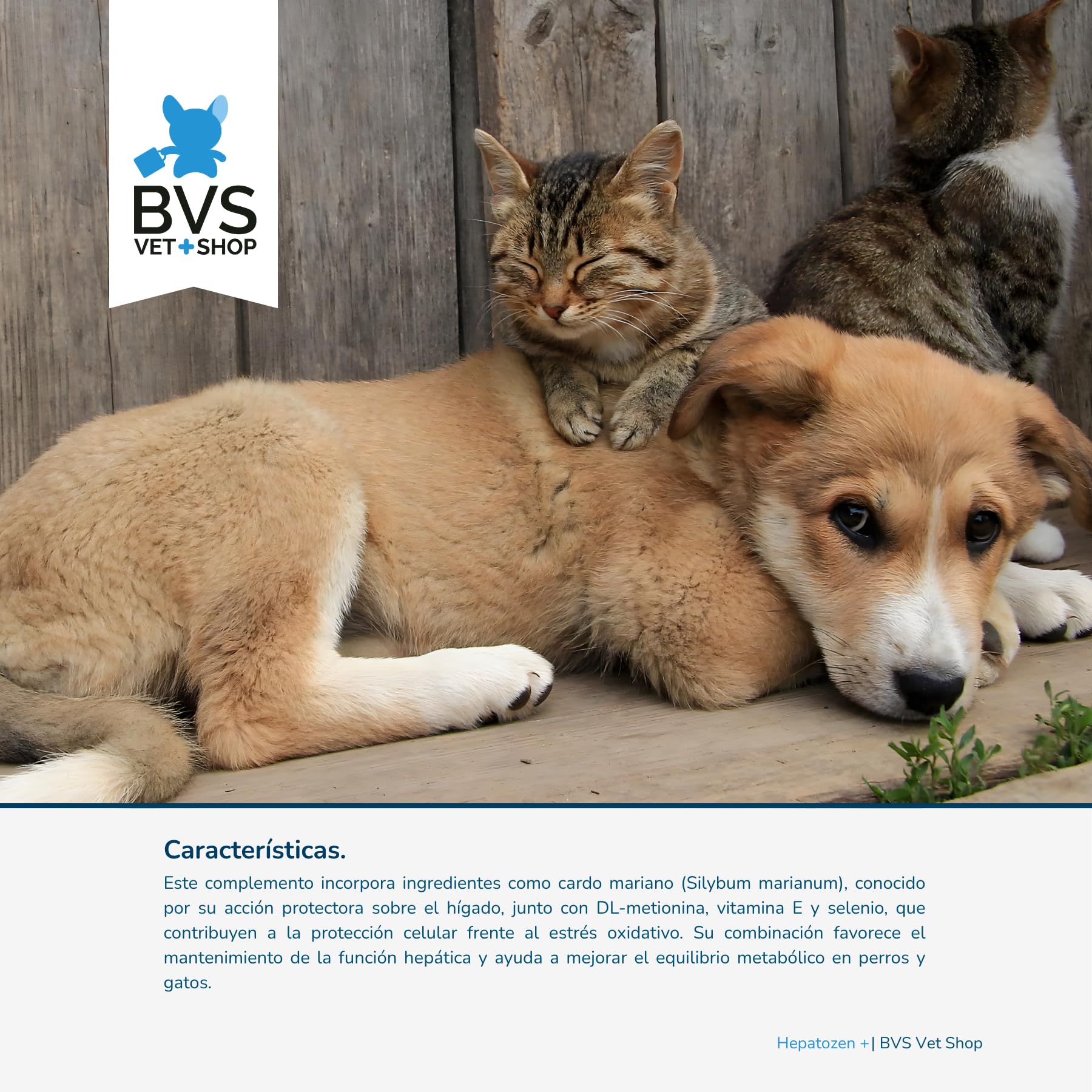 BVS Vet Shop | Hepato Protector Plus 40 Comprimidos para Perros y Gatos | Ayuda a la función hepática de tu Perro o Gato | 200/50 - Razas Medianas y Grandes