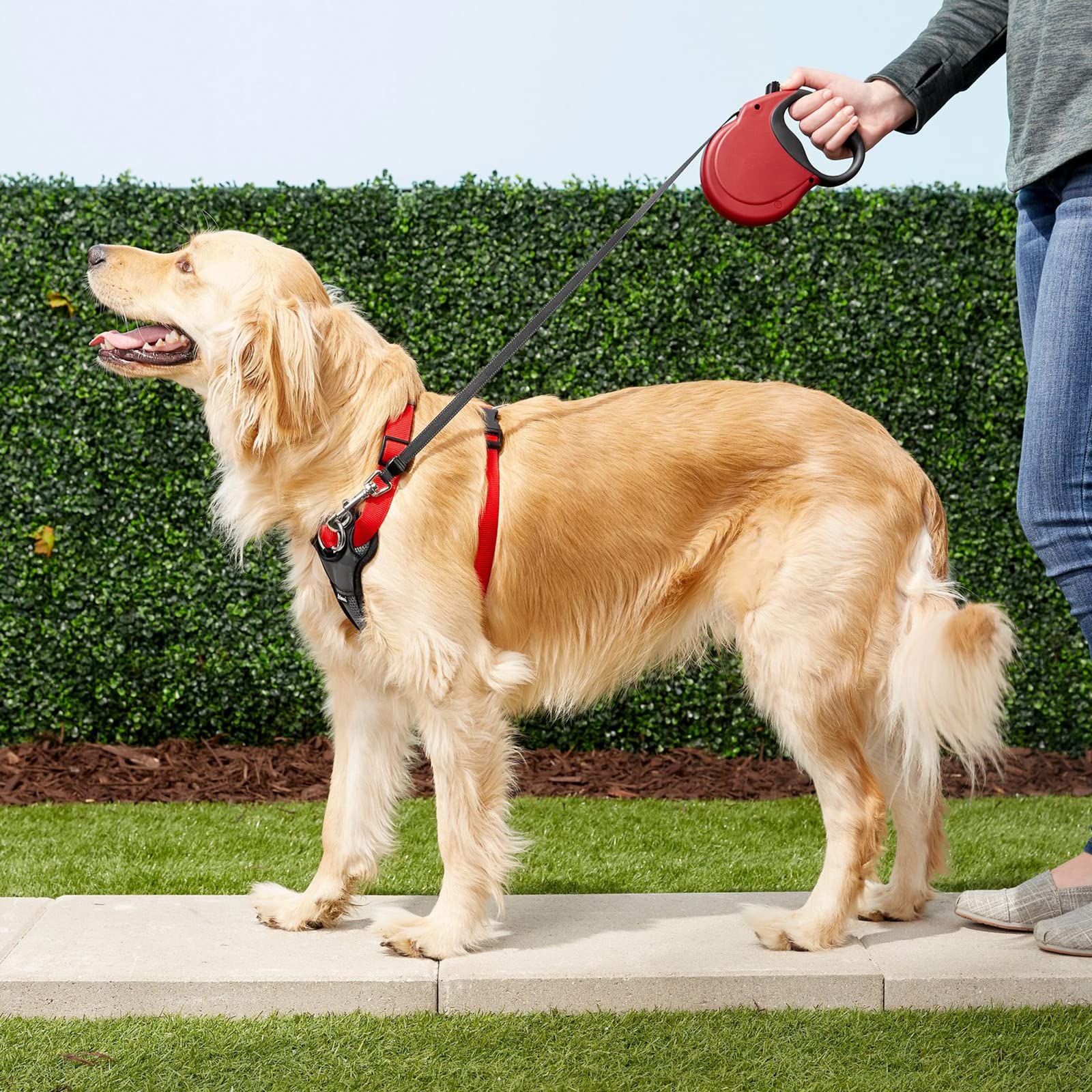 Generic Laisse Rétractable pour Chien de 9,8 Pieds, Très Résistante, pour Chien Ou Chat de Taille X-Small/Small/Medium/Large, Qui Ne S'emmêle Pas