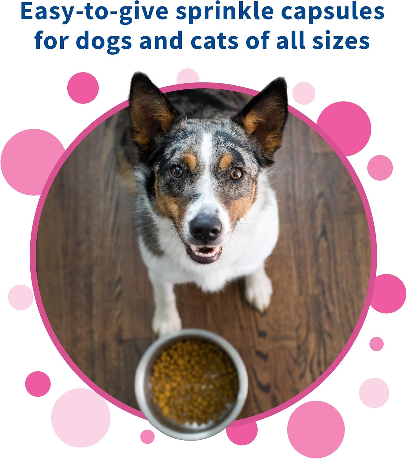 Nutramax Laboratories Proviable DC for Cats and Dogs, 80 Capsules : Pet Supplements And Vitamins : Pet Supplies