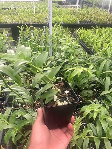 Dendrobium Anosmum Honohono - Planta viva de orquídea fragante de Hawaii Blooming Size