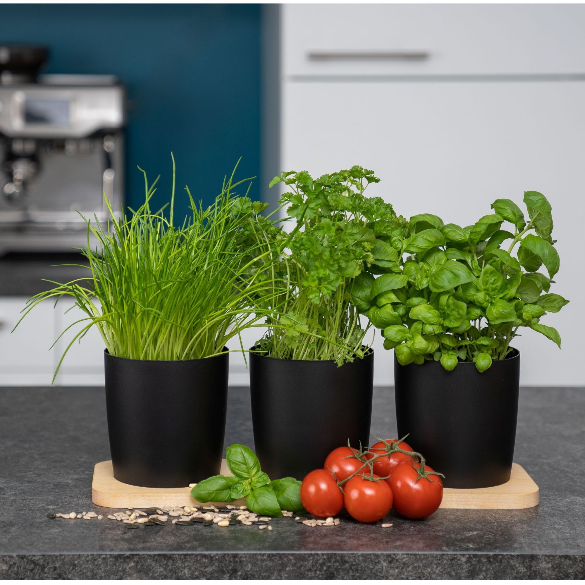 Novaliv Elegante stazione per erbe aromatiche, set da 6 pezzi, con base in legno, per qualsiasi davanzale, per erbe aromatiche fresche, per la cucina, per piante aromatiche, per interni, fioriera,