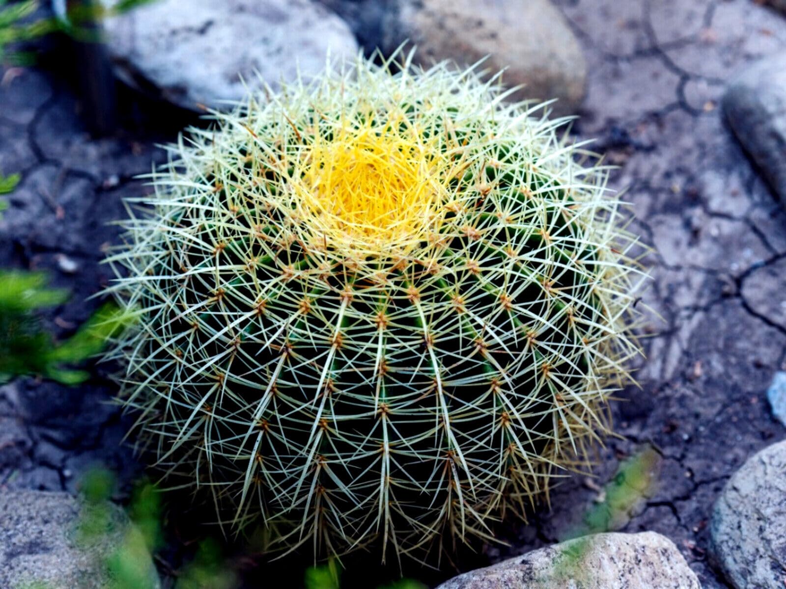Amazon.com : 25 Seeds Golden Barrel Ball Cactus | Echinocactus grusonii Flowering  Cacti Plant Seeds : Patio, Lawn & Garden