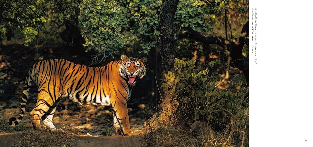 Amazon.co.jp: 虎 とら : 岩合光昭, 岩合光昭: 本