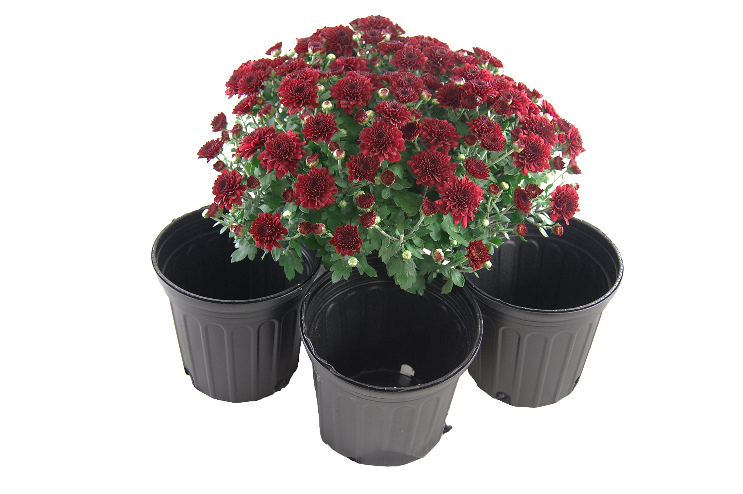 Grower's Solution One Gallon Black Trade Pots - Nursery/Greenhouse Pots - 106 Pots