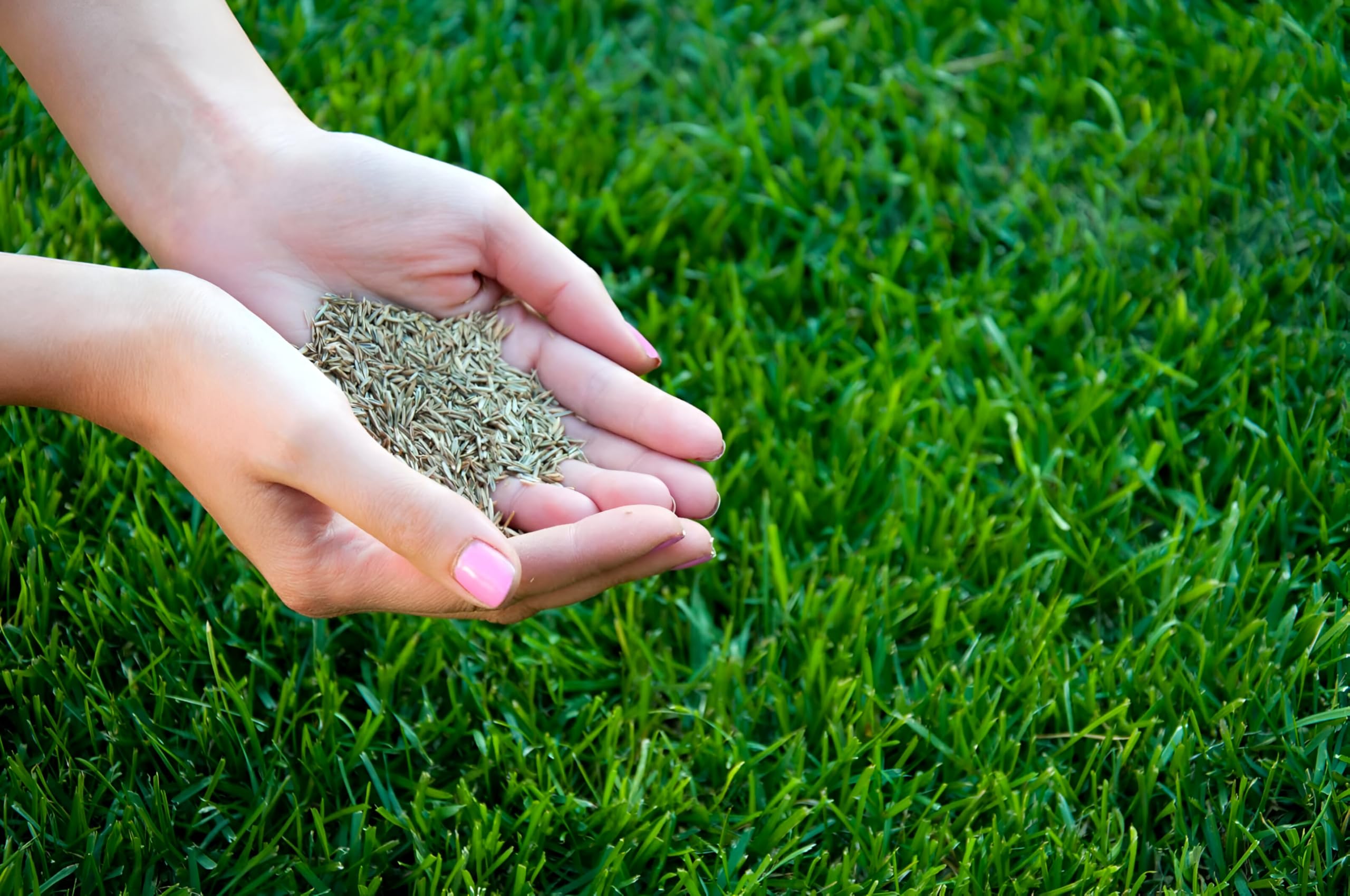 Quick-Germinating Mexican Grass Seeds, All-Season Lawn Mix, Drought-Resistant, Heat-Hardy, Thick Green Turf for Residential and Commercial Spaces, 5000 Count - Image 8 thumbnail