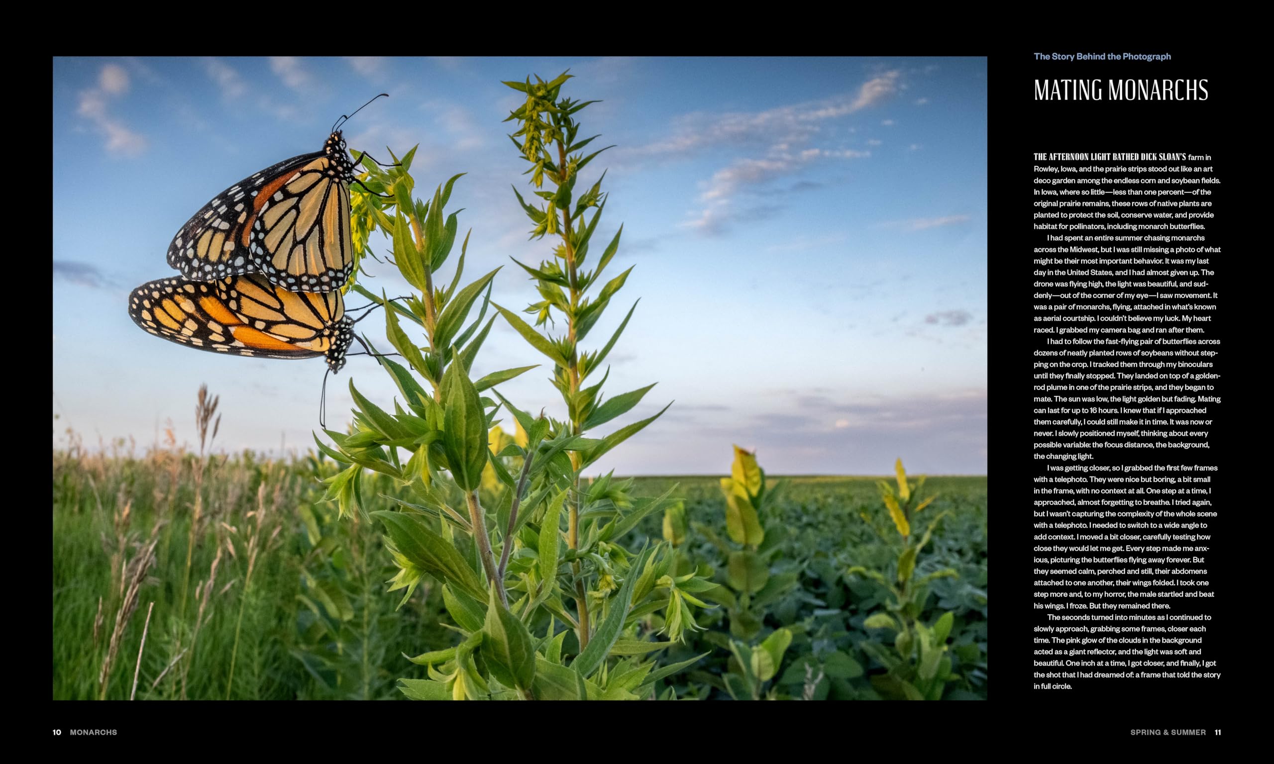 Monarchs