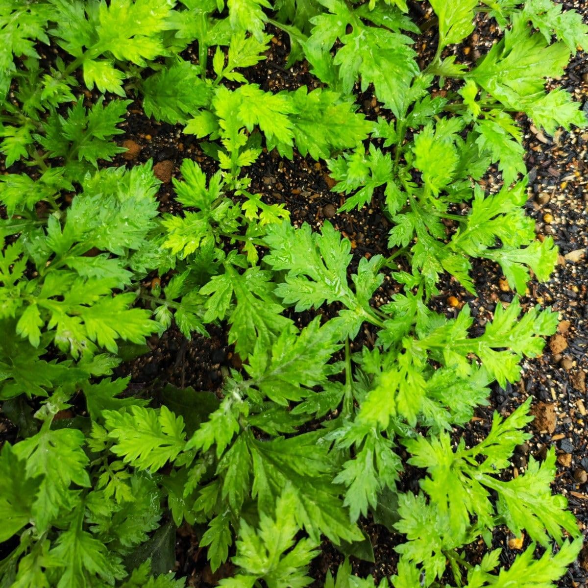 Amazon.co.jp: ヨモギの抜き苗 10株 艾草 艾蒿 : DIY・工具・ガーデン