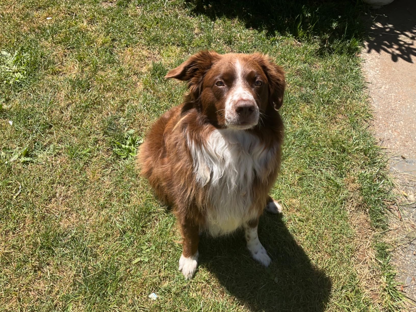 IAMS Proactive Health Minichunks Adult Dry Dog Food with Real Chicken, 30 lb. Bag photo review