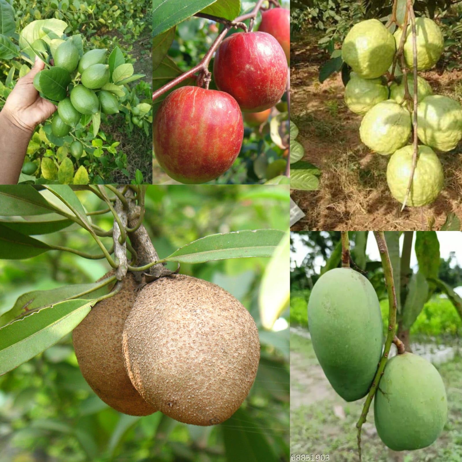 Golden Bloom 5 Live Fruit Plant Combo Pack Of - 5 Plants (Grafted All Time Mango, Grafted Red Apple Ber, Grafted Chiku, Thai -7 Guava, Seedlees Lemon) (B0C8B7QTXV) Amazon Price History, Amazon Price Tracker