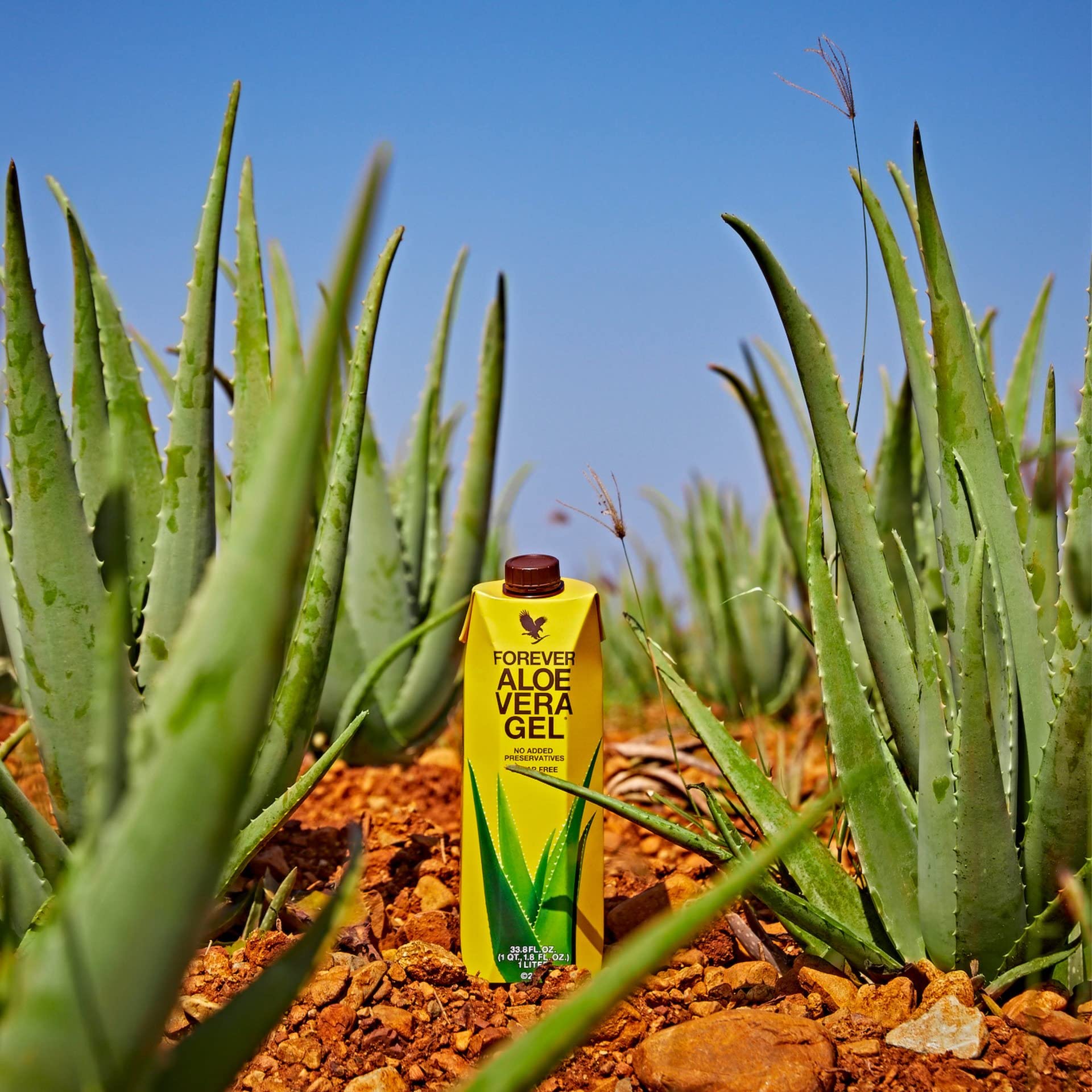 Forever Aloe Vera Gel (1 litro di succo da bere), 100% puro gel di aloe vera, senza zucchero, senza aggiunta di conservanti, vitamina C