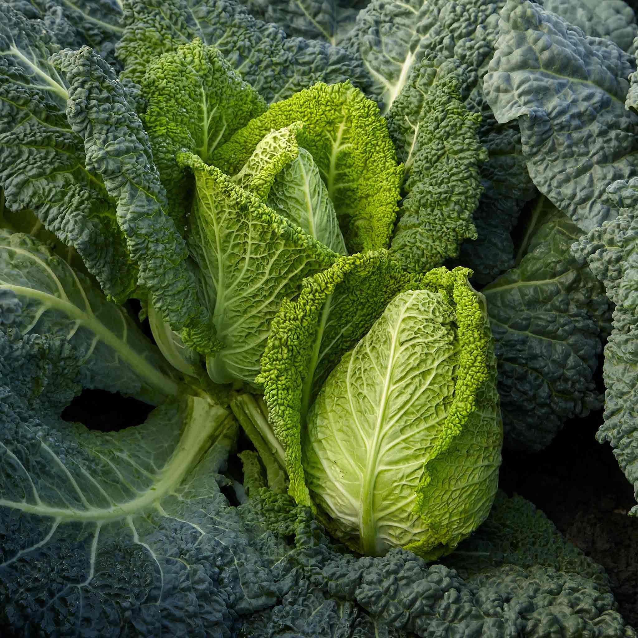 Marshalls Garden Cabbage Seeds Stelvio - 20 Seeds