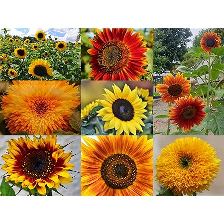 Sonnenblumen Samen im Set: 8 Sorten Sonnen Blumen Saatgut viele Farben: rot gelb orange bronze, lat. Helianthus annuus, Sonnenblumensamen Mix, Mischung bunte gefüllte Blumensamen