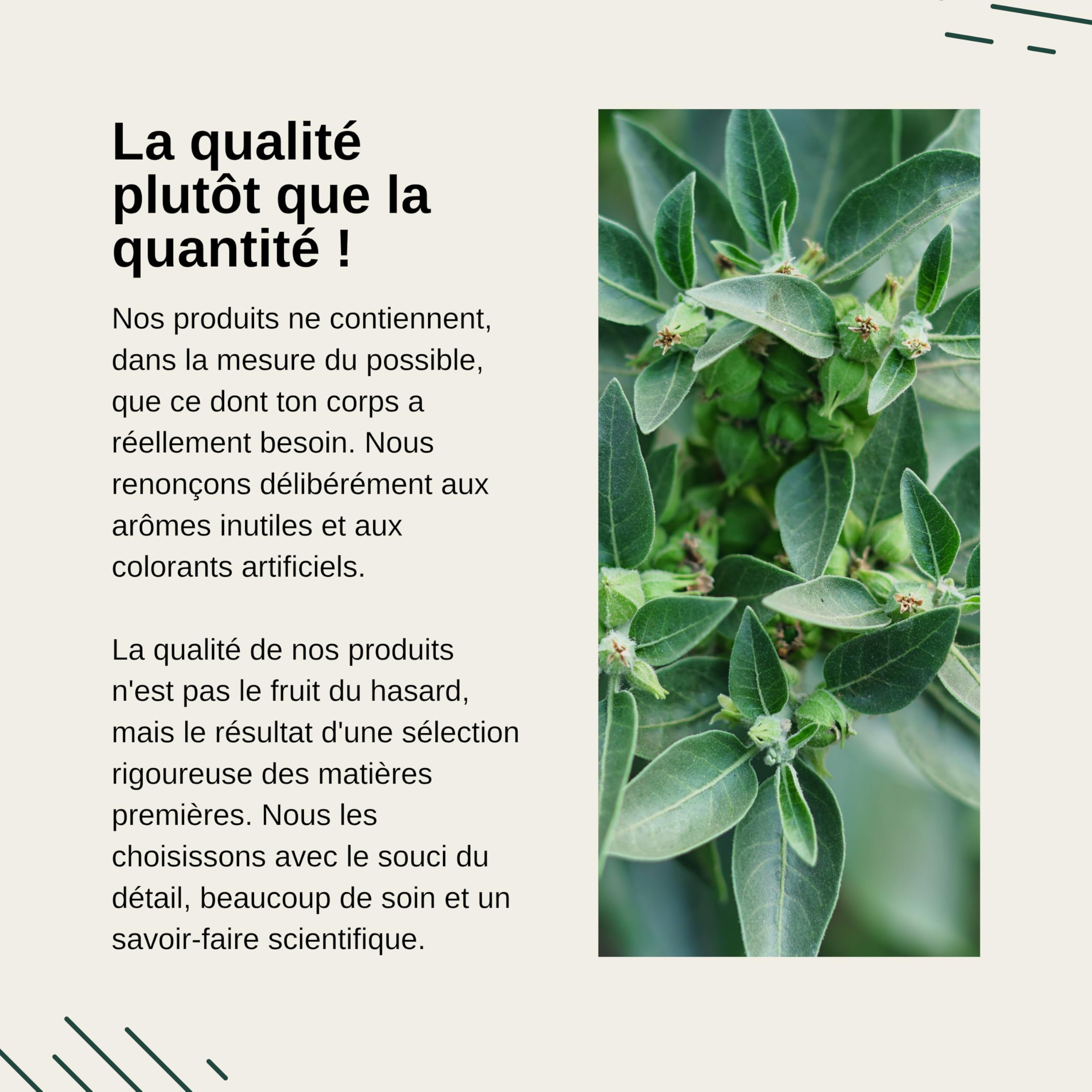Vita Elements Bio-Ashwagandha - Extrait de Racine - 180 Gélules - 5% Withanolides - Haute Concentration, Vegan & Biologique - Testé en Laboratoire (5)