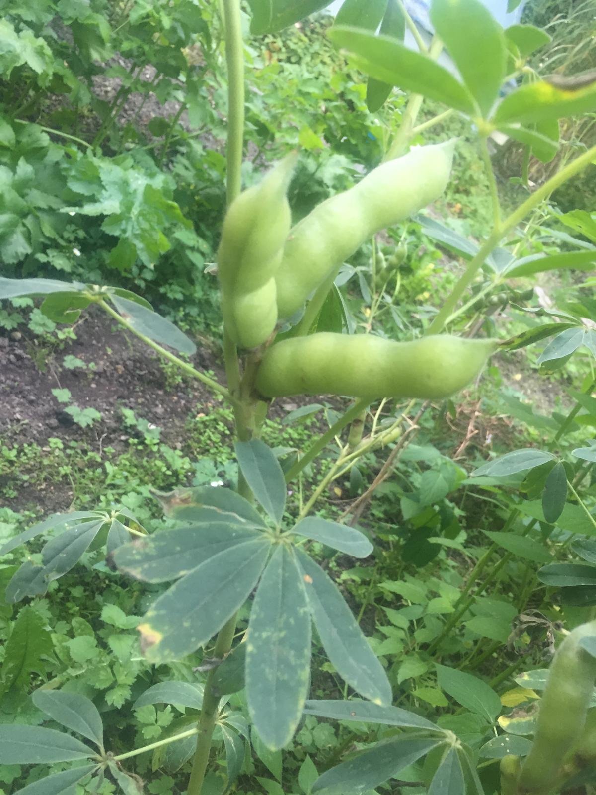 Bio Süßlupinensamen ganze Körner keimfähig naturbelassen roh Bäckerei Spiegelhauer (weiß Süßlupine 4 x 1 kg)