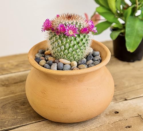 Miniatura 8 de Altman Plants, Surtido de plantas de cactus vivas (8 unidades), plantas suculentas vivas en mezcla de tierra de cactus, plantas de cactus vivas,
