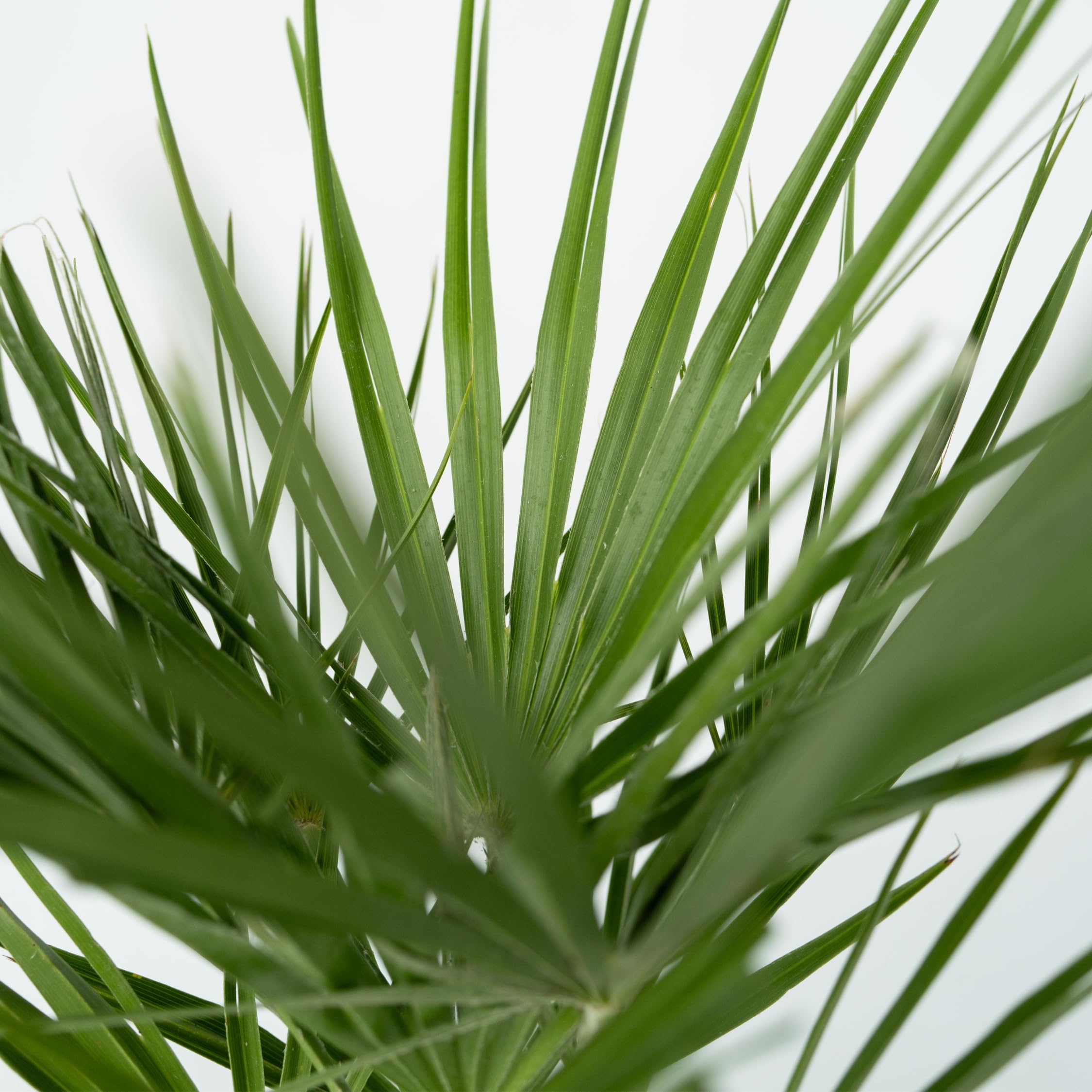 Plant in a Box - Chamaerops Humilis - Palma a ventaglio europea - Resistente - Vaso 15cm - Altezza 50-60cm