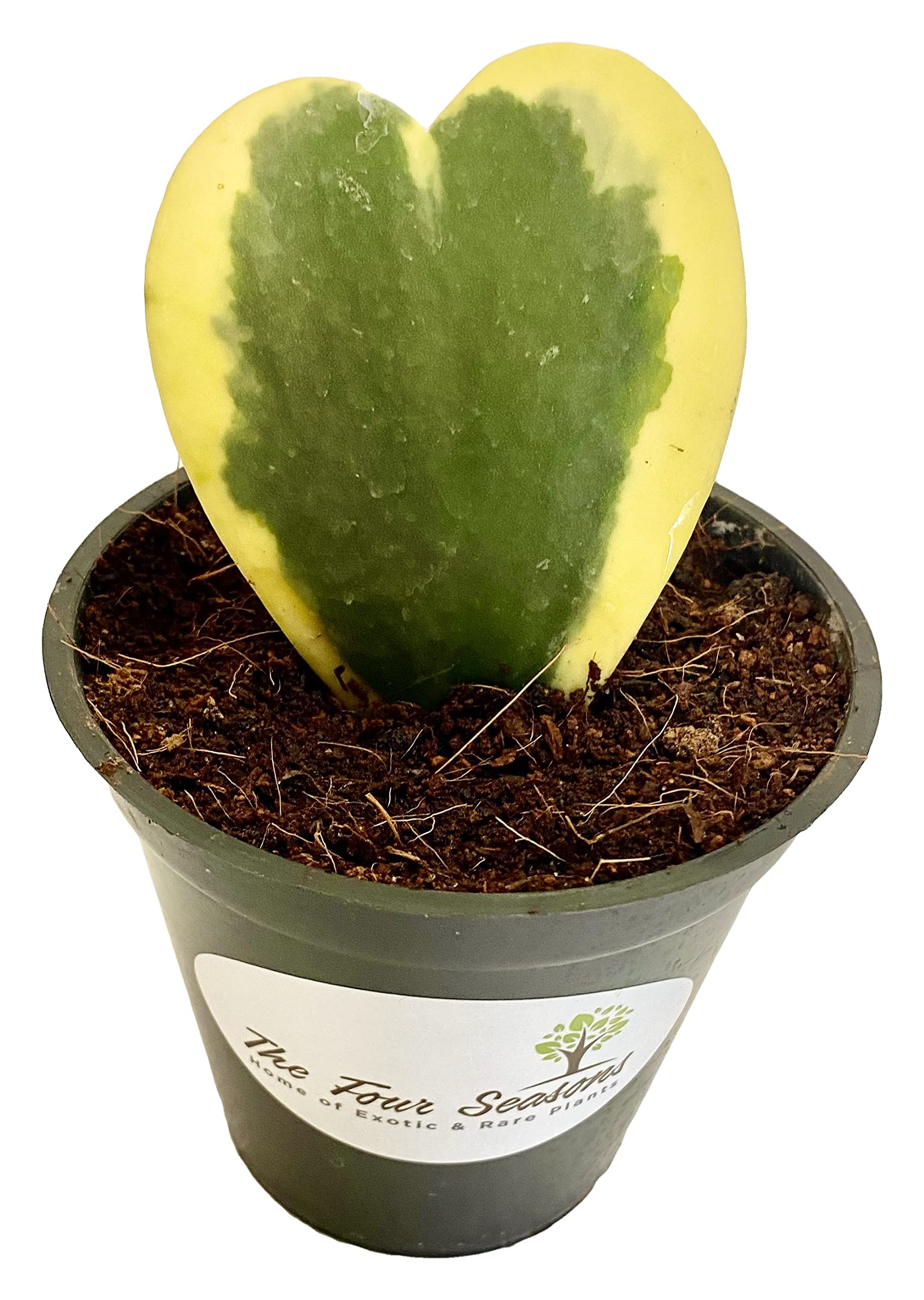 The Four Seasons Hoya Kerrii Variegated | Heart Shape Plant | Sweet Heart Hoya | Rare Natural Live Succulent Plant in Pot (B08CY7RLNP) Amazon Price History, Amazon Price Tracker