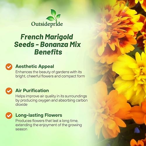 Miniatura 2 de Outsidepride 500 semillas anuales Tagetes Patula Bonanza French Marigold Garden Flower Seed Mix para plantar