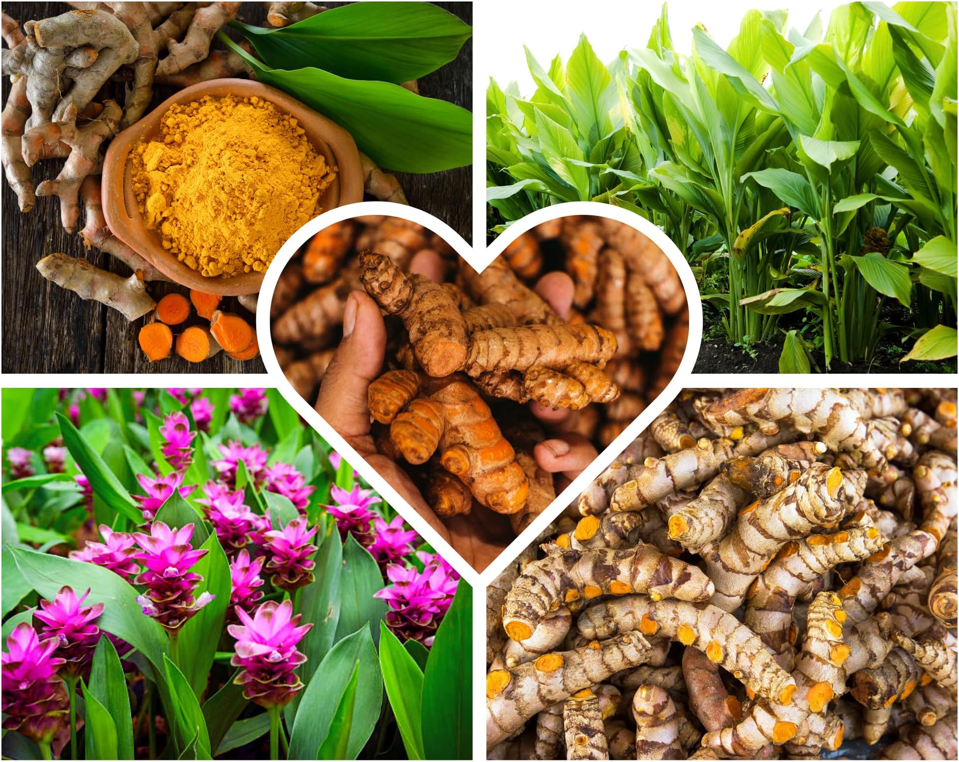 Fresh Turmeric Roots Bulk Raw Yellow Turmeric Rhizomes to Grow, 1Lb Curcuma Longa Ginger Bulbs, Live Turmeric Roots for Planting Indoors Outdoors