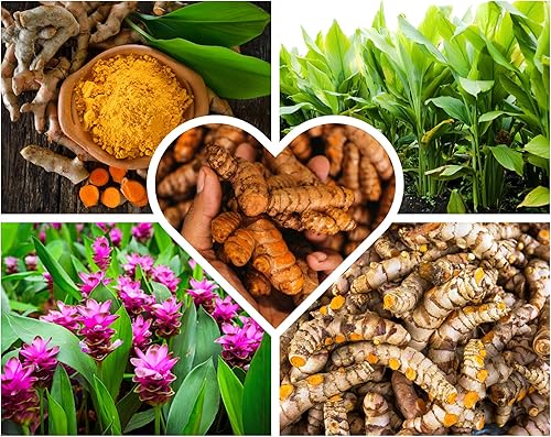 Miniatura 1 de Rizomas de cúrcuma fresca a granel de cúrcuma amarilla cruda para cultivar, bulbos de jengibre de cúrcuma longa de 1 libra, raíces de cúrcuma vivas