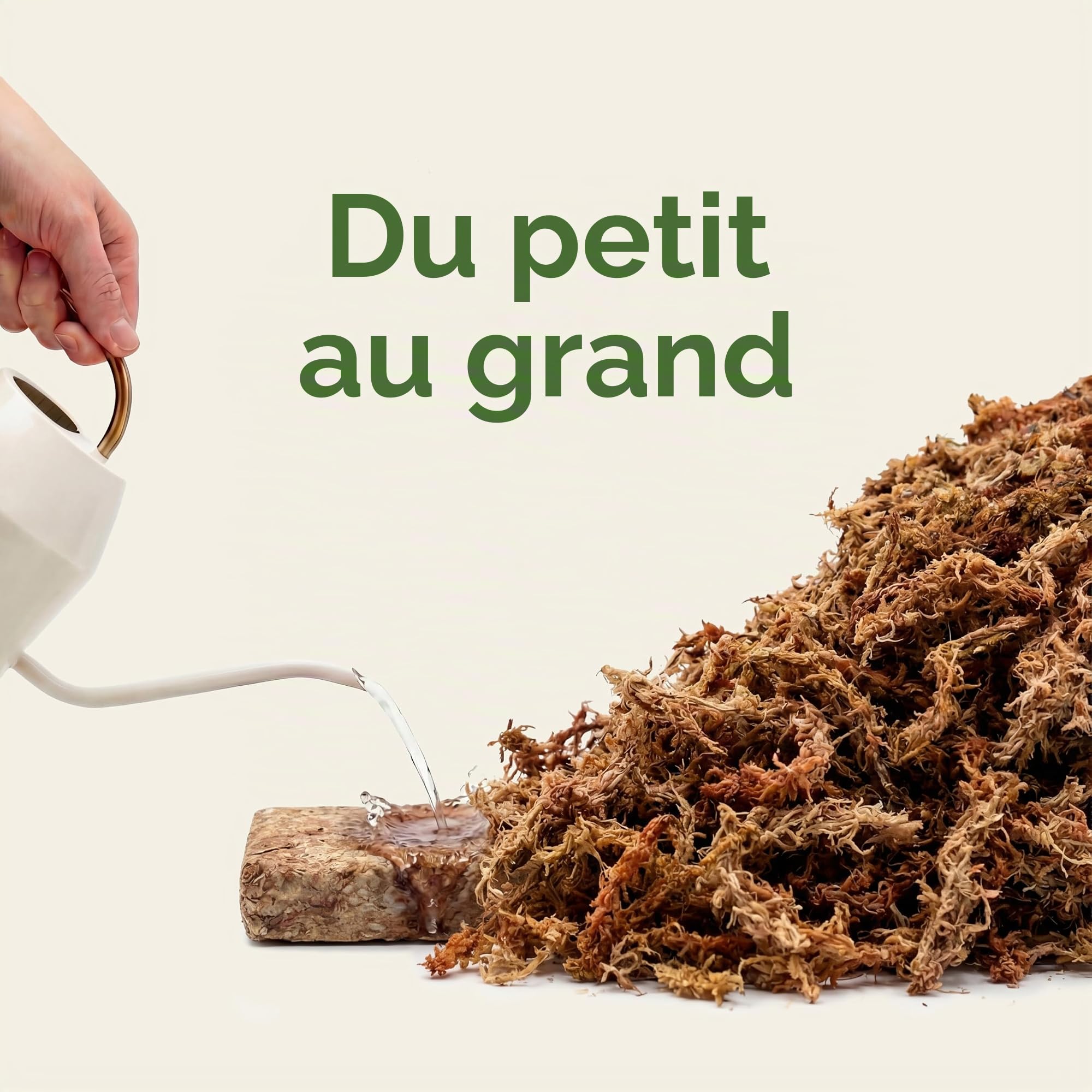 Mousse de sphaigne pour plantes d'intérieur et tuteurs, donne 10 l (1000 g)