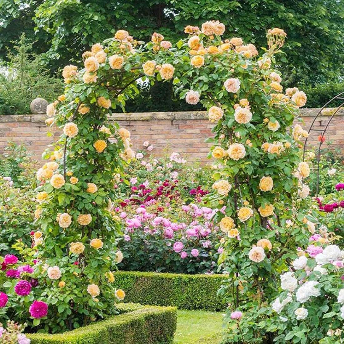 Arco da giardino in metallo, traliccio per piante rampicanti, supporto in ferro per esterni per viti e fiori, 160 x 40 x 220 cm, arco decorativo per matrimoni