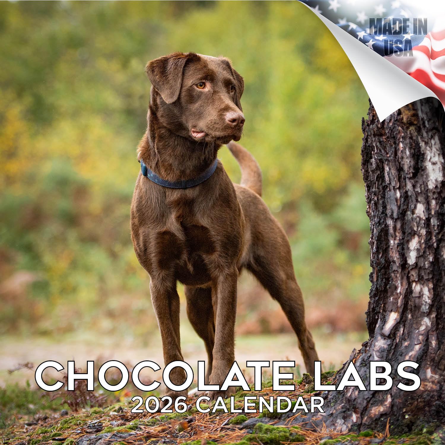 Chocolate Labrador Calendar 2026 by MegaCalendars – Monthly Dog Breed Wall Calendar, Made in USA