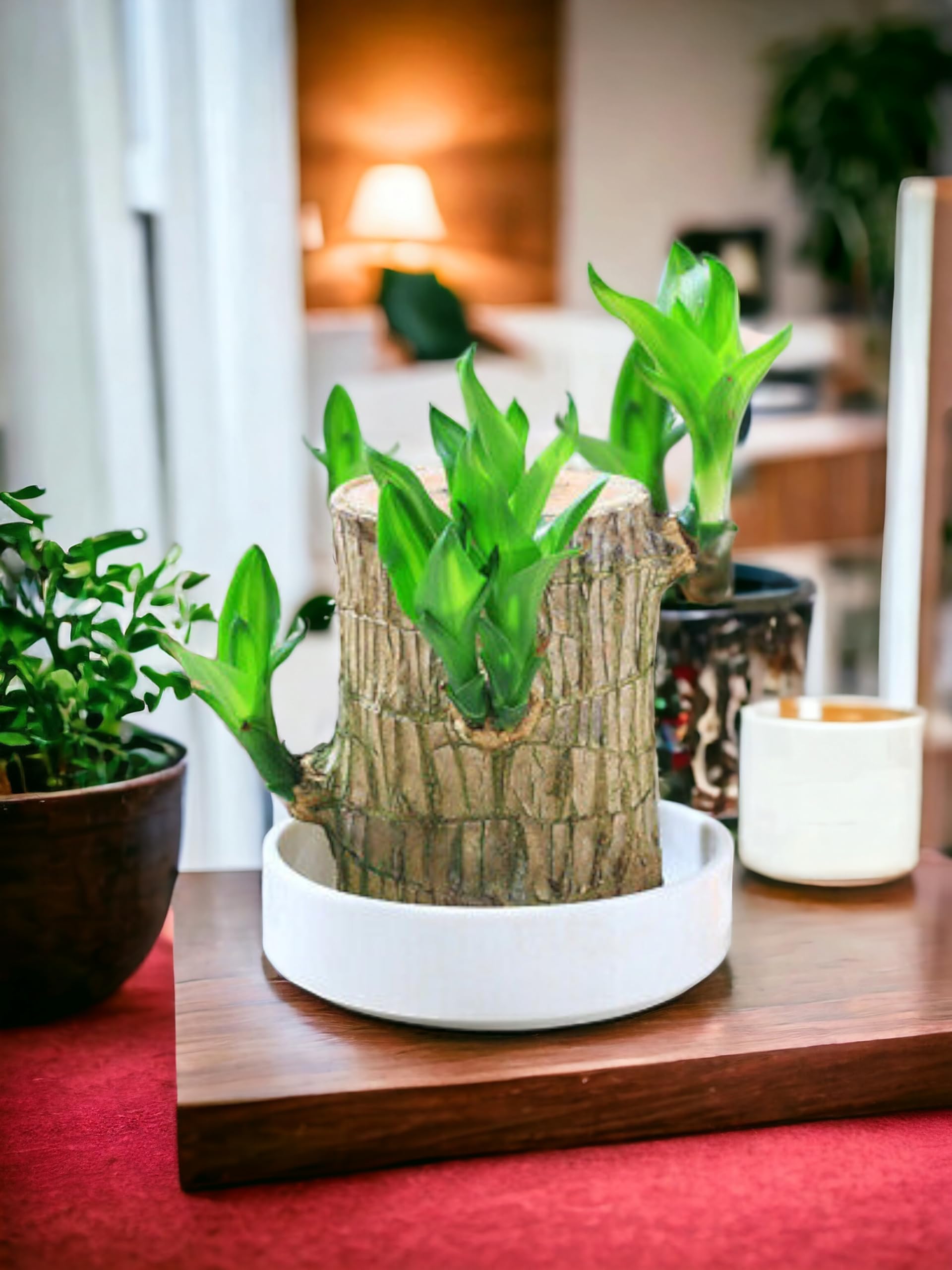 Brazilian wood plant for home with buddha 1 Pcs With pot (B0DH8GTQWR) Amazon Price History, Amazon Price Tracker