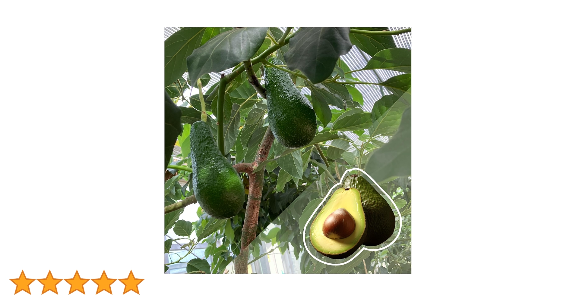 Amazon.co.jp: 【予約受付中】アボカド メキシコーラ 2年生接木苗 大株