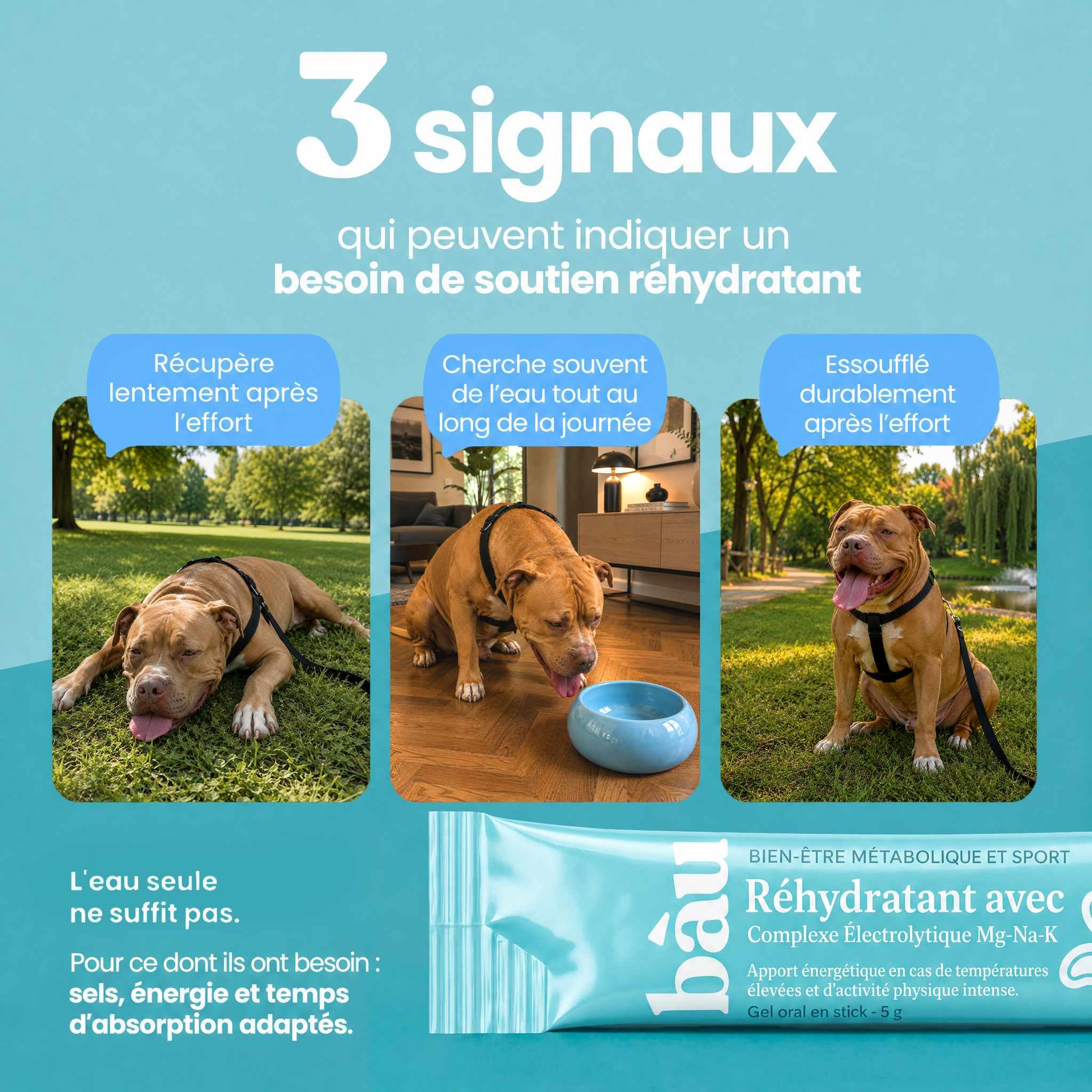 BAU Réhydratant Électrolytique pour Chiens Sportifs – Idéal par Temps Chaud – Gel Énergétique avec Magnésium, Sodium et Potassium – Soutien Pendant l’Activité – Sticks Unidose