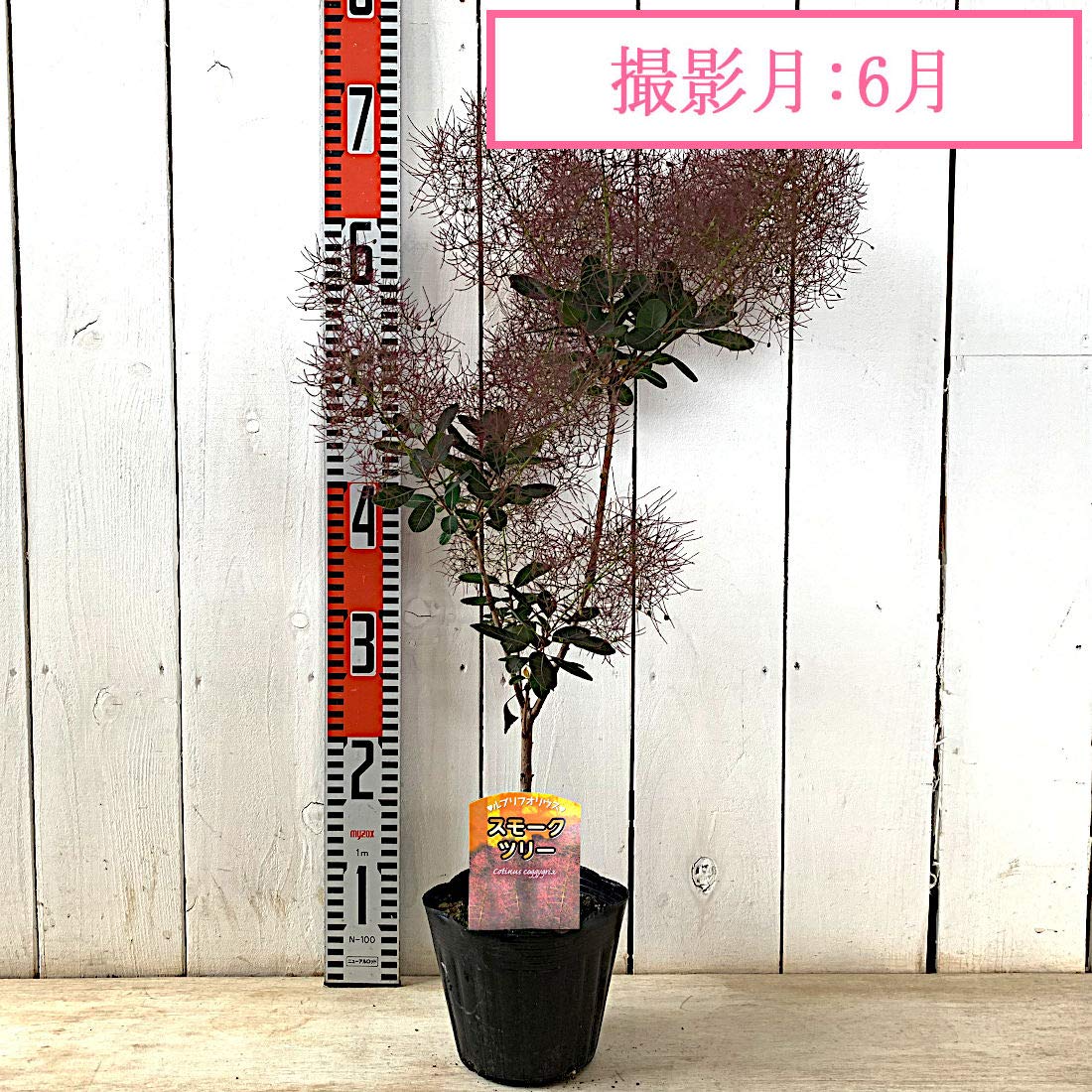 スモークツリー　ルブリフォリウス 鉢ごと発送 Amazon.co.jp: スモークツリー 苗木 ルブリフォリウス 13.5cm