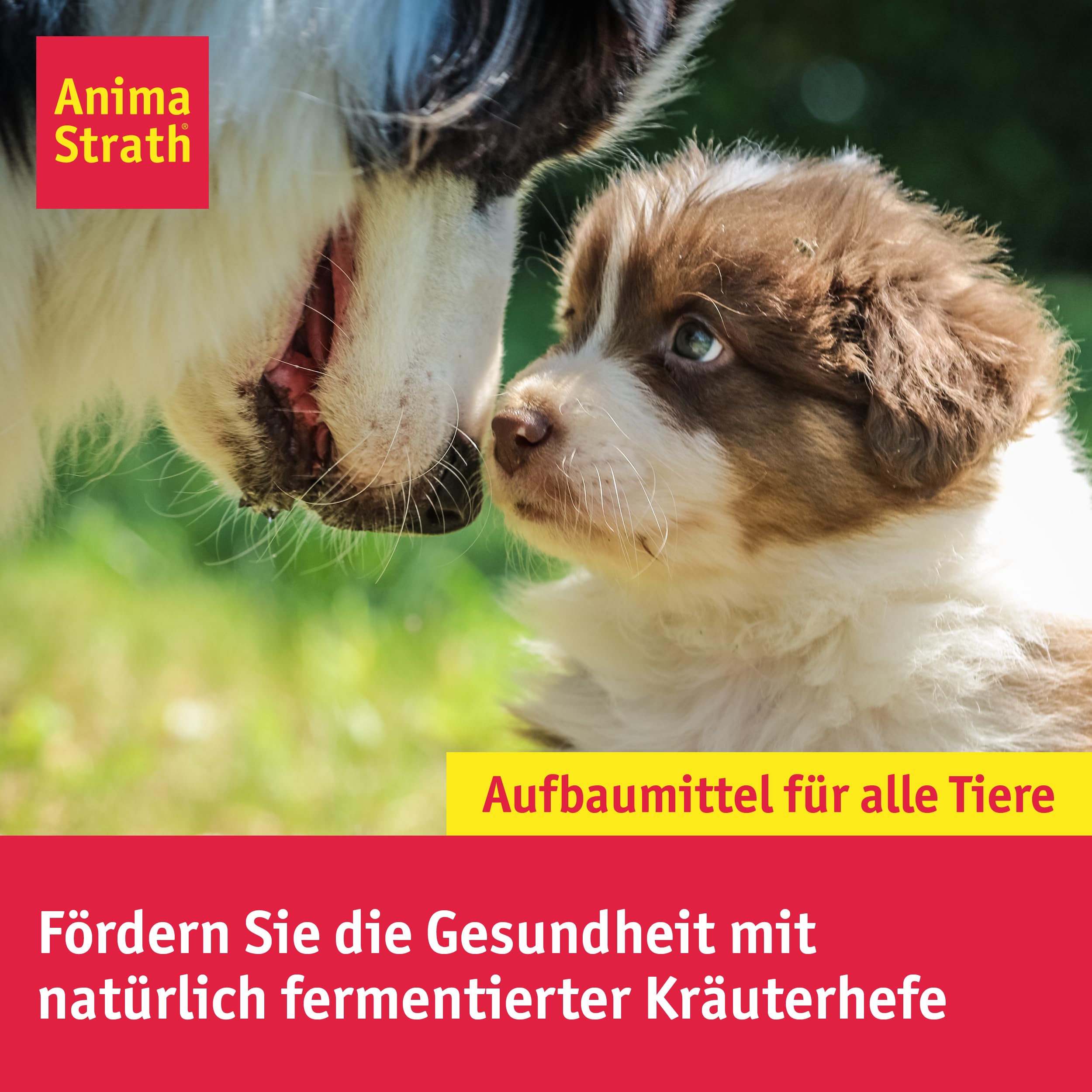 Anima-Strath Granulat - Natürliches Nahrungsergänzungsmittel für Hunde & Katzen | Immunsystem & Verdauungspflege, 61 Nährstoffen, Vitaminen, Mineralien, Aminosäuren & präbiotischen Qualitäten
