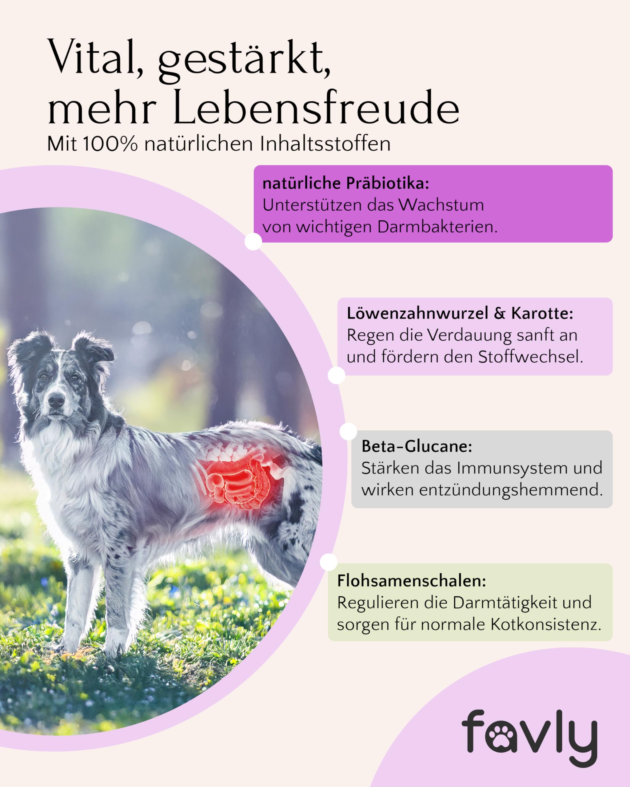 FAVLY – FloraVITAL Darmflora Pulver 2x250g für Hunde & Katzen – Topping zur Unterstützung von Darm, Verdauung & Immunsystem – mit Inulin, Flohsamenschalen & Beta-Glucanen – Ohne Getreide & Zusätze