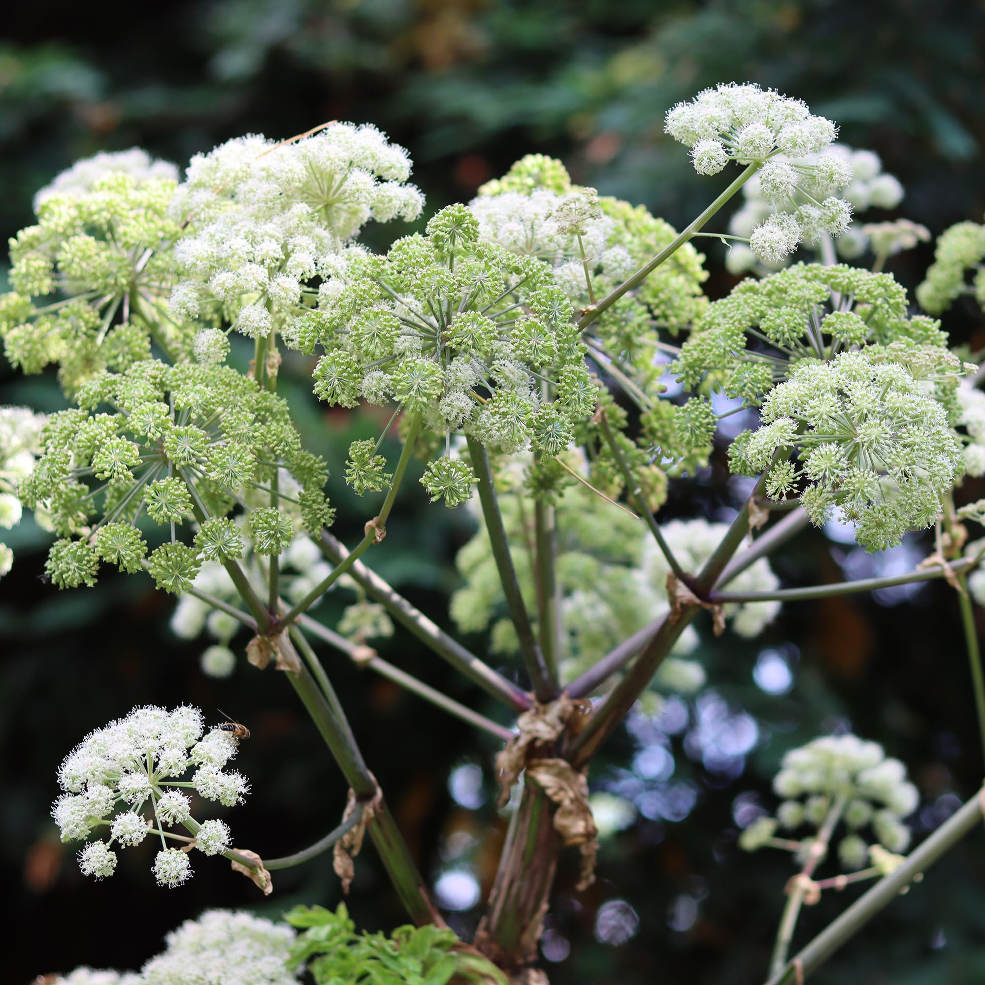 Angelica Common - 1 Plant - Garden Kitchen Herb for Cooking Planters in 8cm Pot