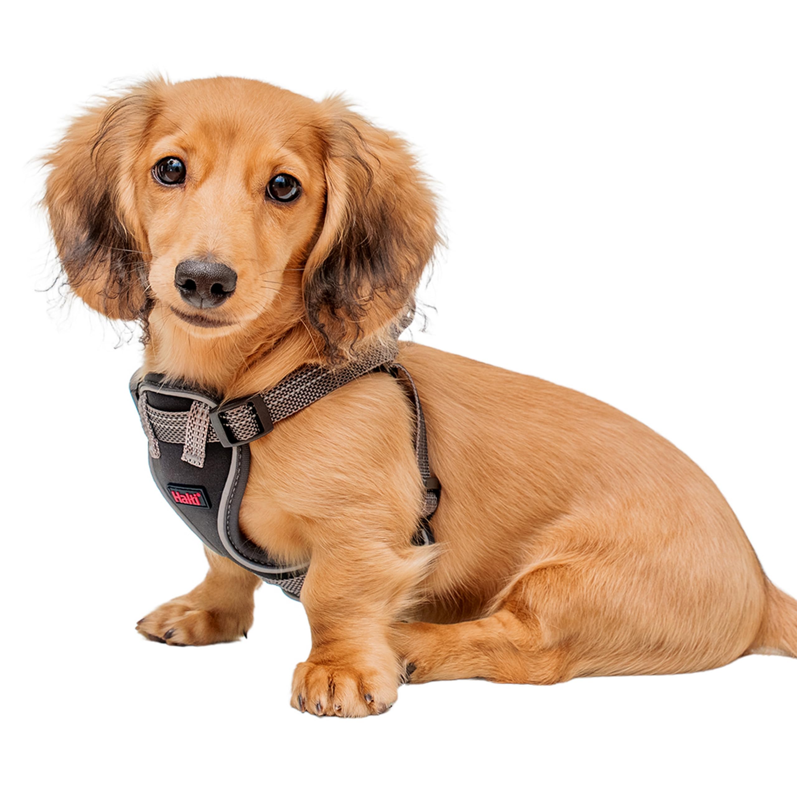 Halti Anatomy Puppy & Small Dog Harness | Size XS, Grey