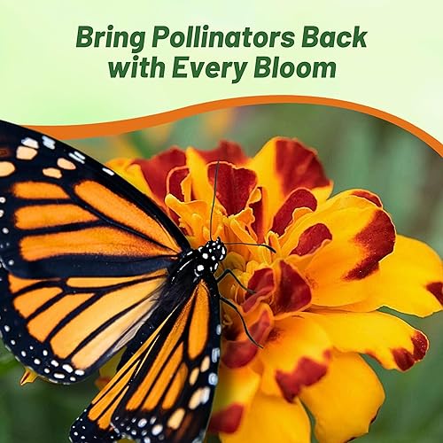 Miniatura 4 de Outsidepride 500 semillas anuales Tagetes Patula Durango Bolero Marigold Garden Flower Seed para plantar