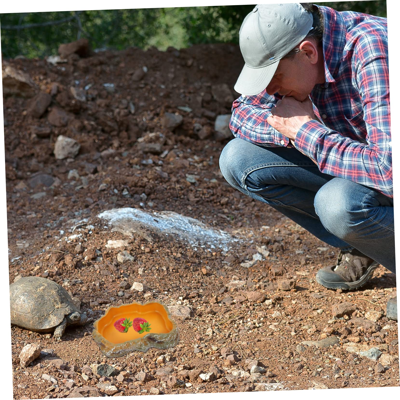 BESPORTBLE 3piezas Tazón De Alimentación para Reptiles Cuenco De Agua para Tortugas Decoración De Terrario Comedero para y para Reptiles y Anfibios