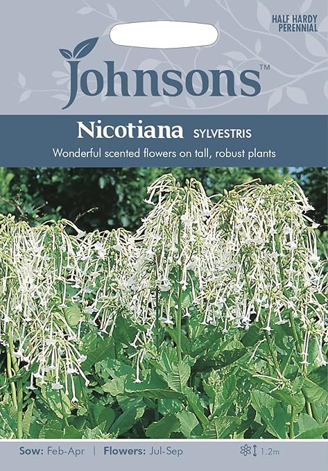 Amazon Jofl 英国ジョンソンシード Nicotiana Sylvestris ニコチアナ シルベストリス Diy 工具 ガーデン
