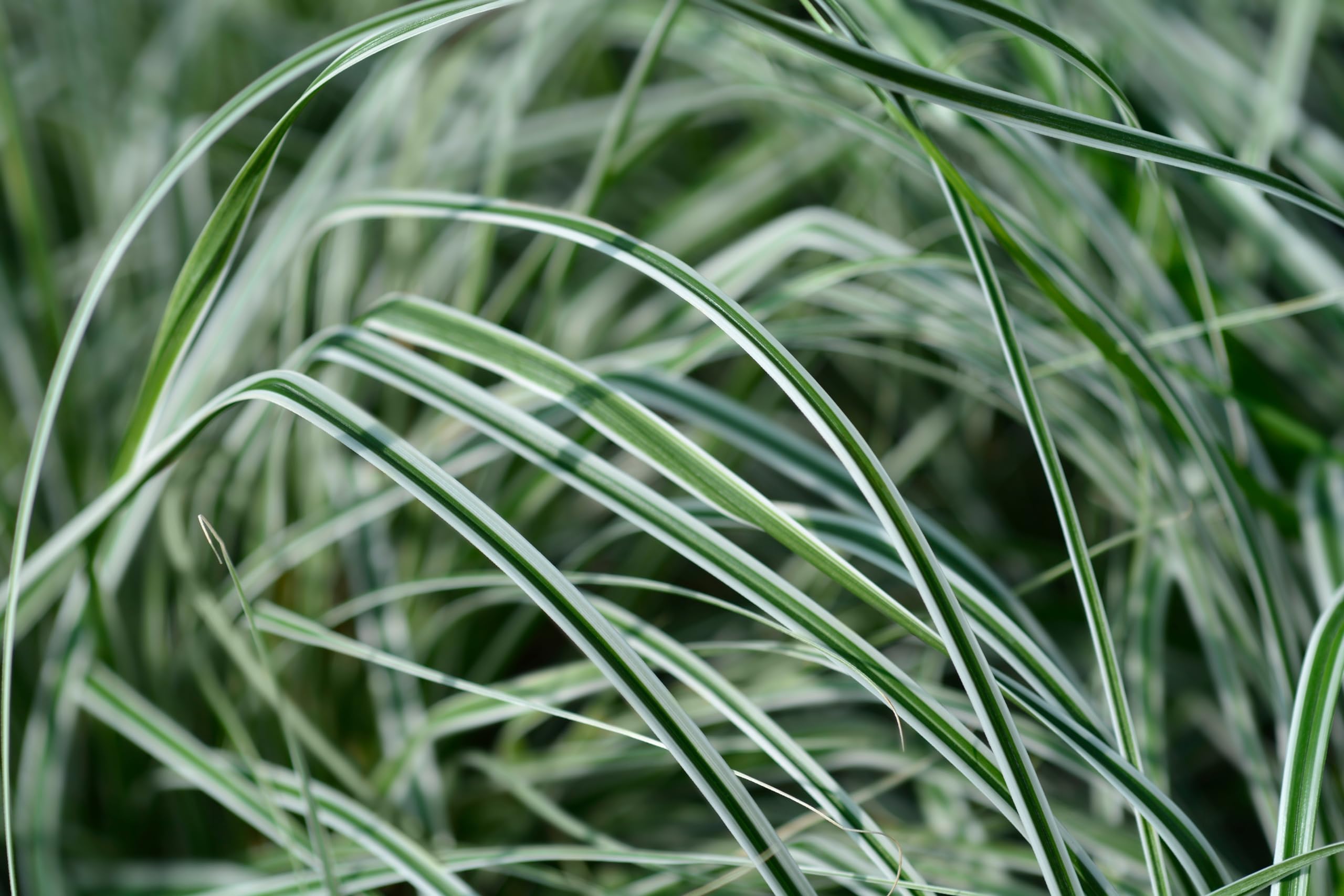 Stauden Gänge 10 x Carex oshimensis 'Everest' Japan Segge winterhart