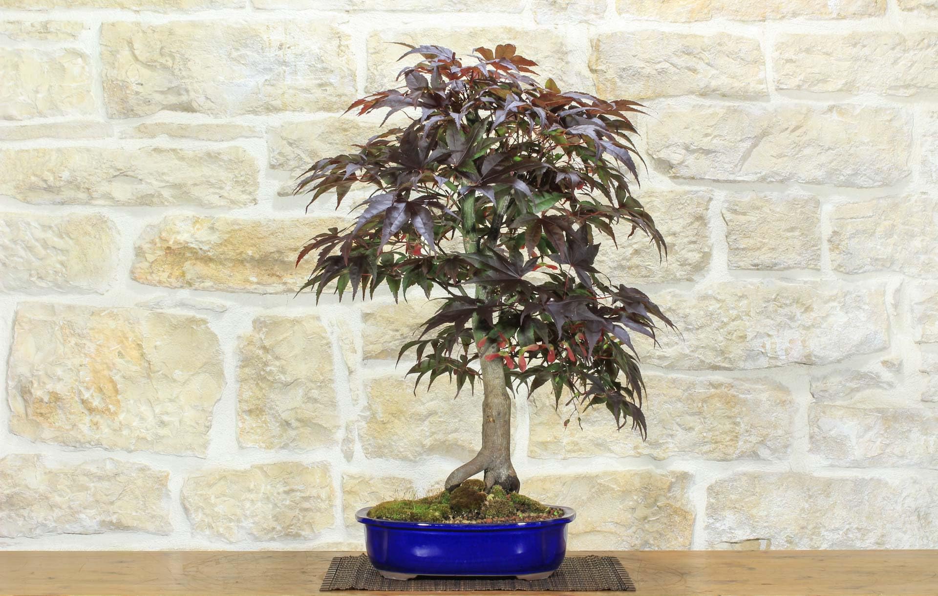 Bonsai di Acero Palmato Atropurpureum (7)