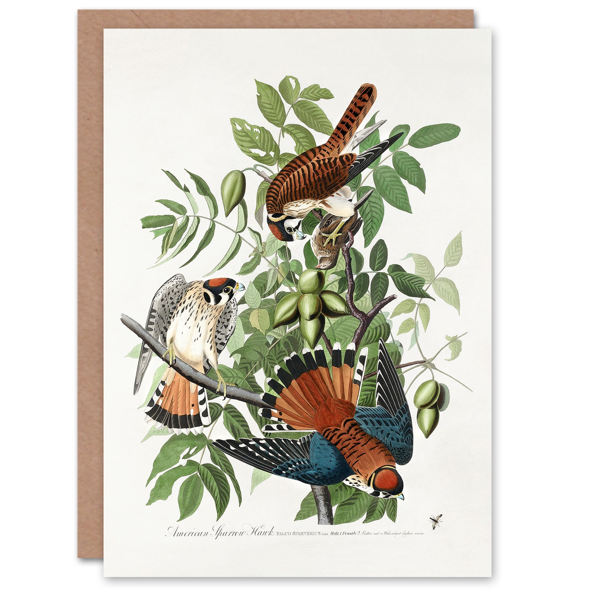 Artery8 John James Audubon Art Card Sparrow Hawk on Walnut Tree
