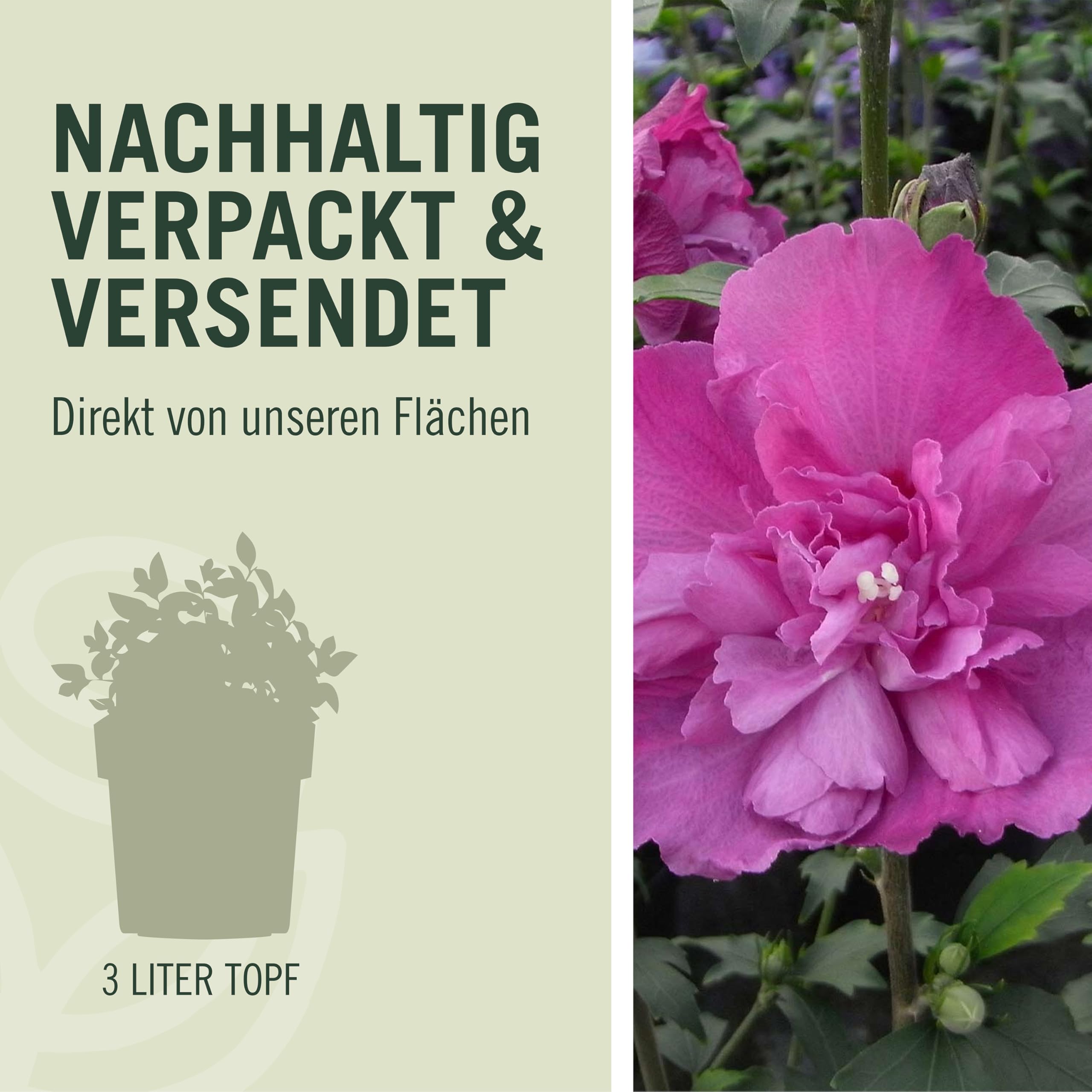 Hibiskus Garteneibisch - Hibiscus syriacus - winterhart und mehrjährig - 1 Zierstrauch von Garten Schlüter - Pflanzen in Top-Qualität (40-60 cm, Duc de Brabant)