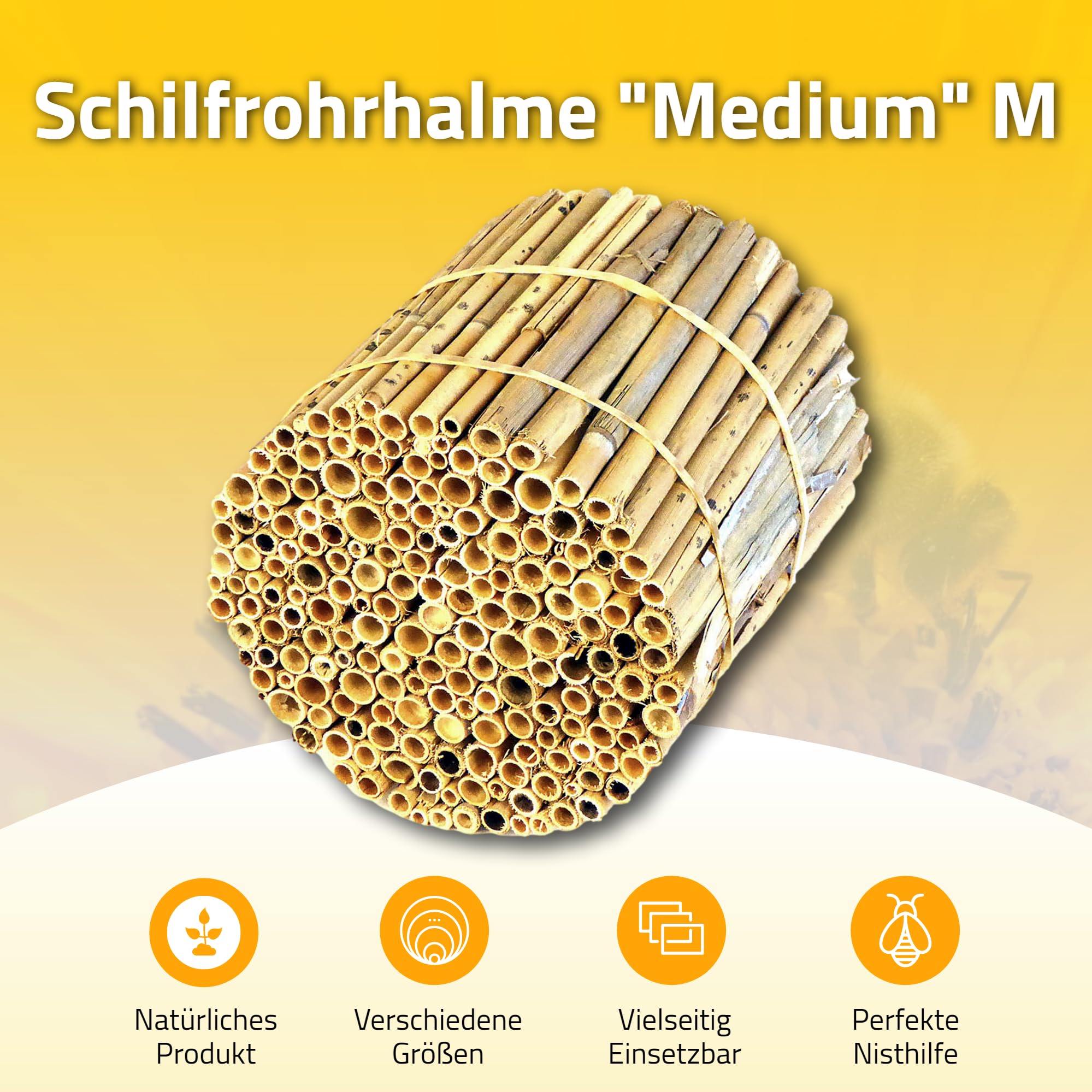 BeeCasa by Hiss Reet® Schilfrohrhalme MEDIUM | Naturbelassener Bund | Insektenhotel & Bienenhotel Füllmaterial | Niströhren & Nisthülsen für Wildbienen