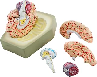 Eisco Labs Life Size Human Brain Model with Arteries ~ 8 Parts with Stand  - Compare price