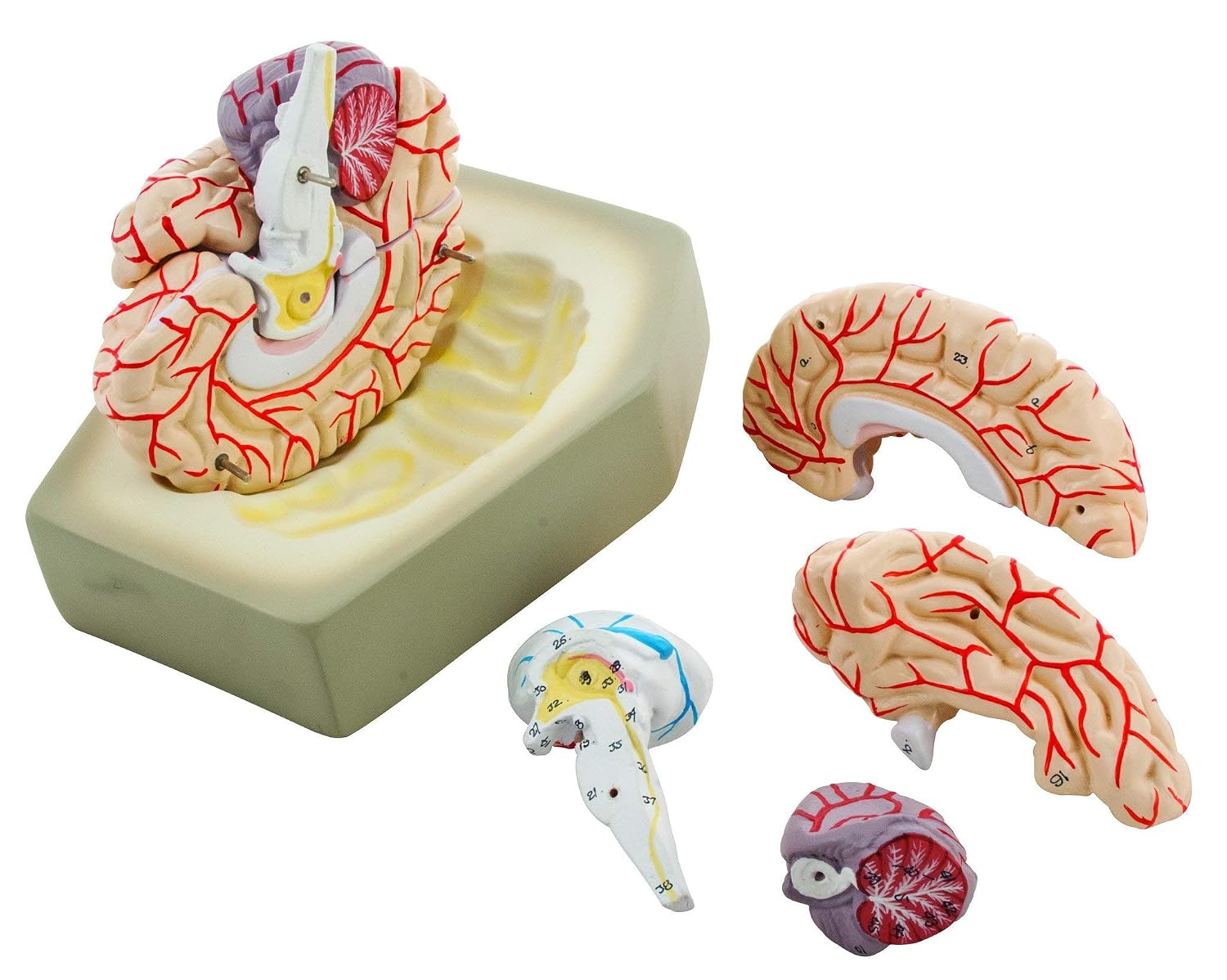 EISCO Life-Size Human Brain Model with Arteries, 8 Parts, Hand-Painted, Includes Stand